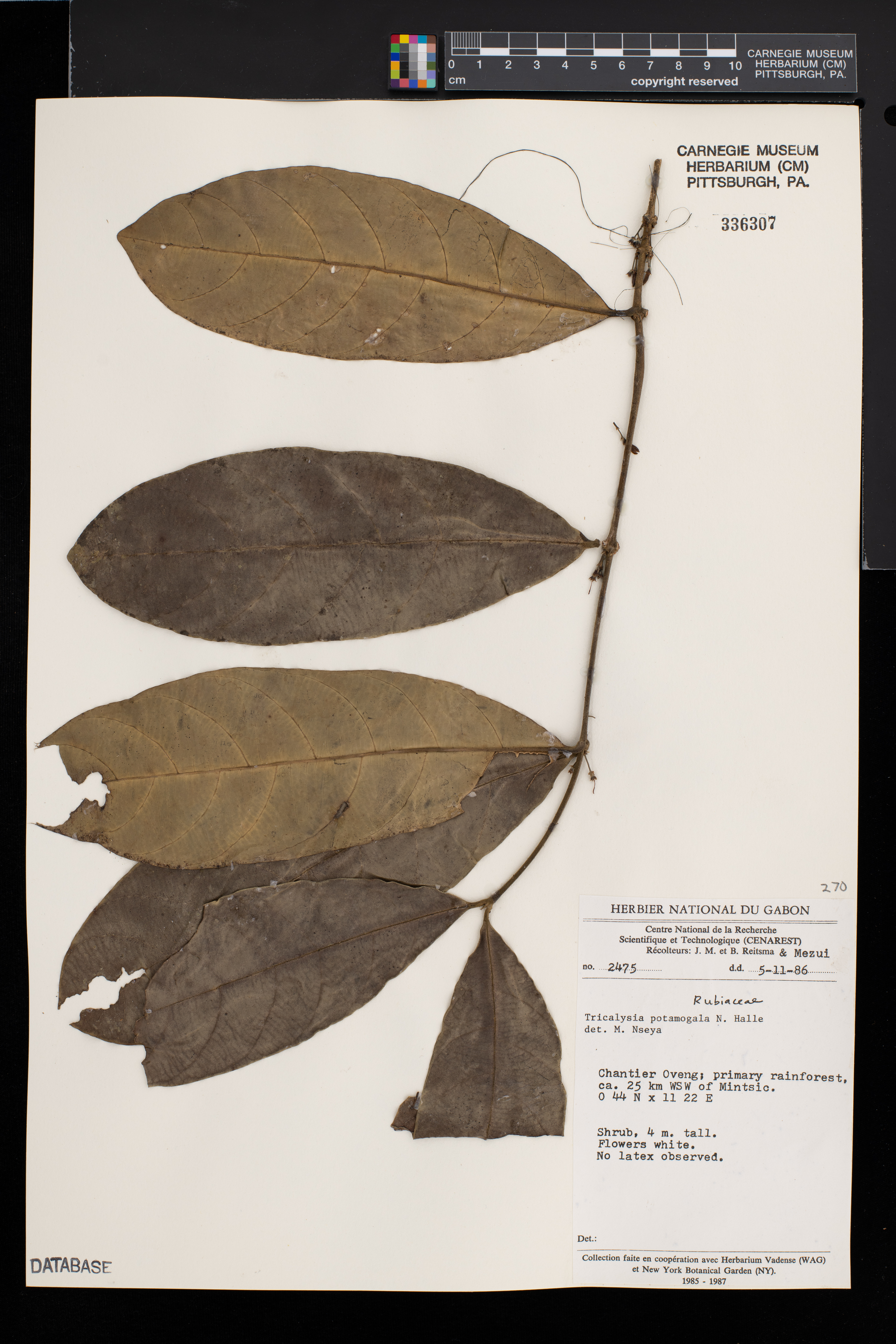 Tricalysia potamogala image