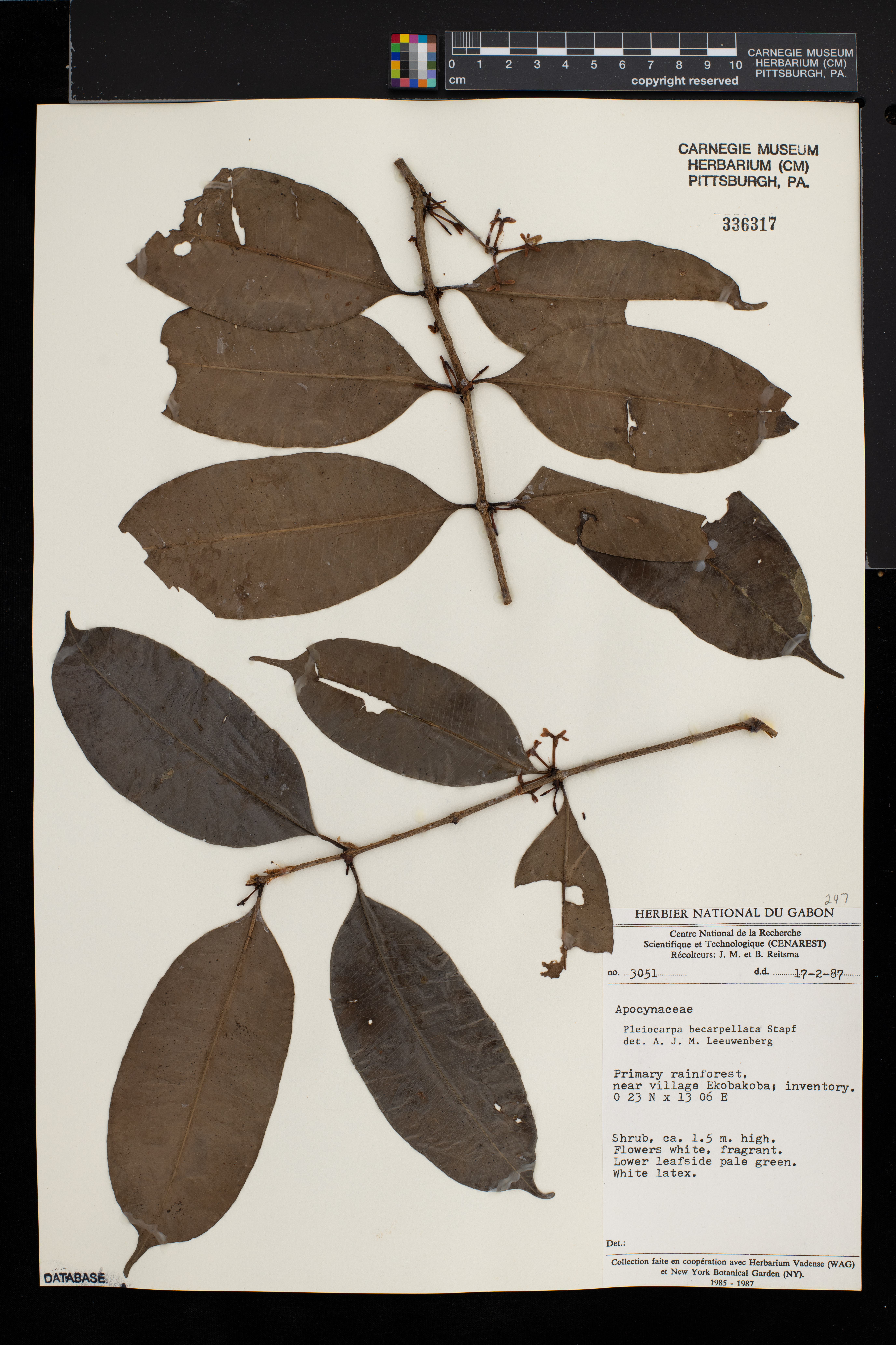 Pleiocarpa bicarpellata image