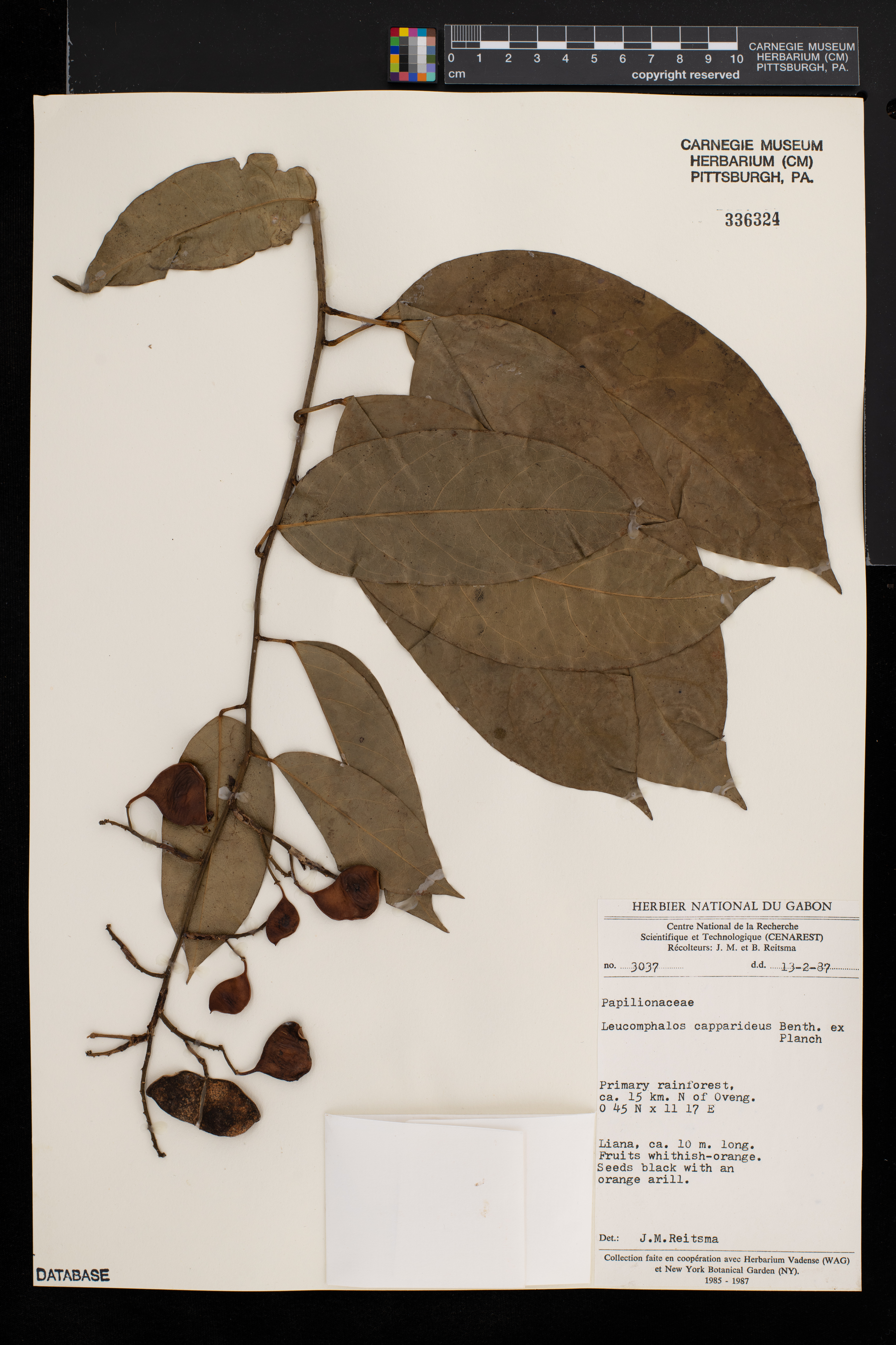 Leucomphalos capparideus image