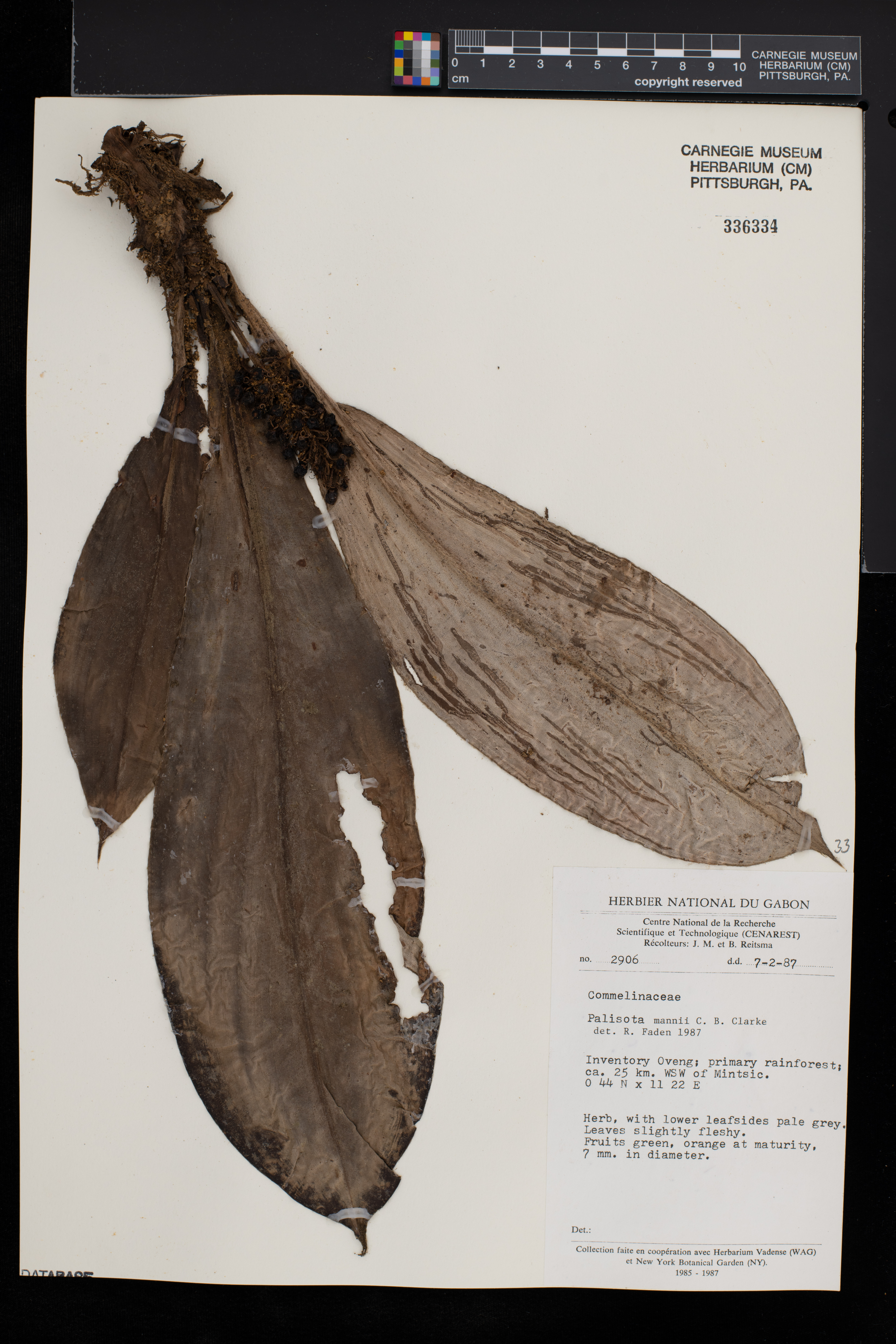 Palisota mannii image