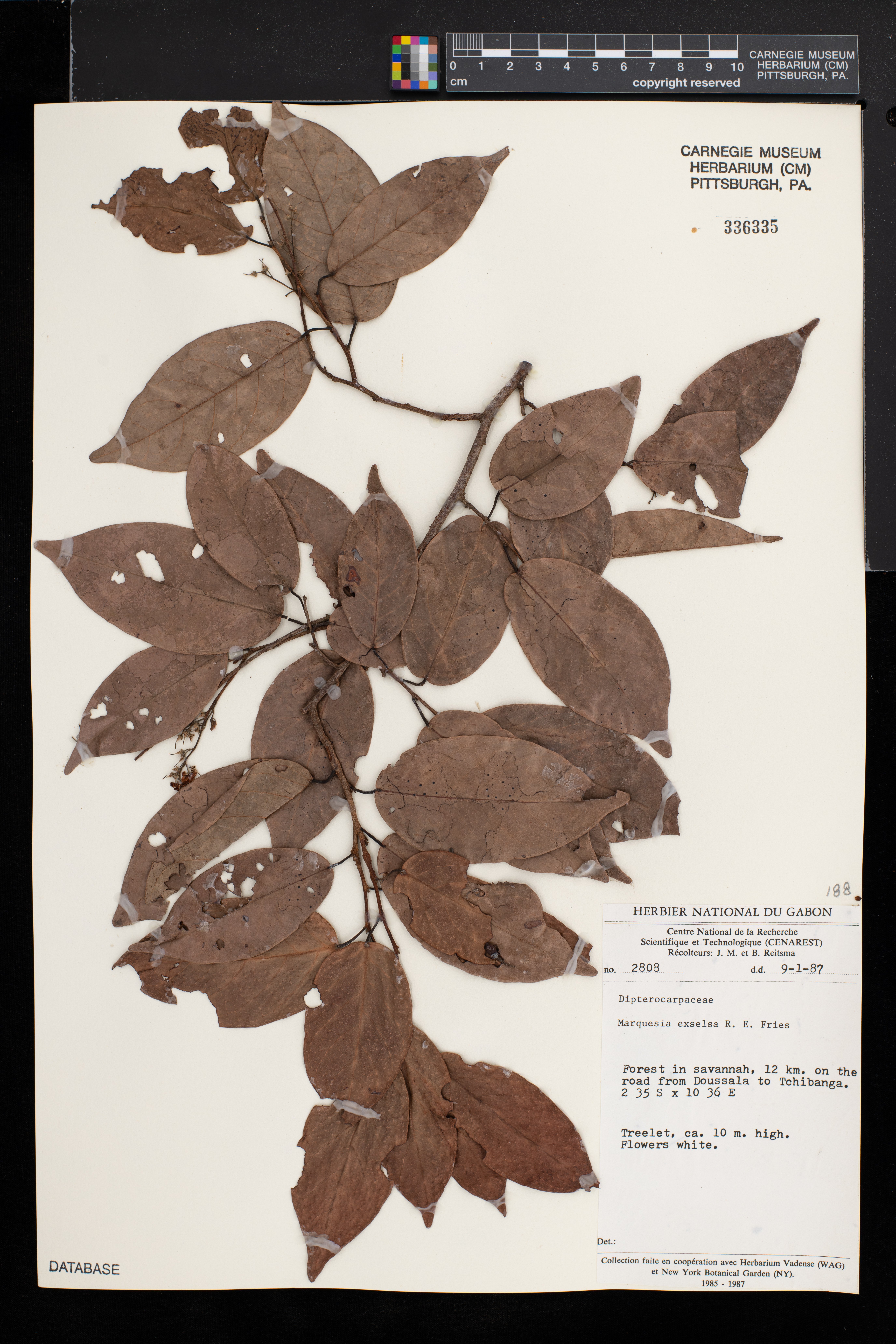 Trillesanthus image