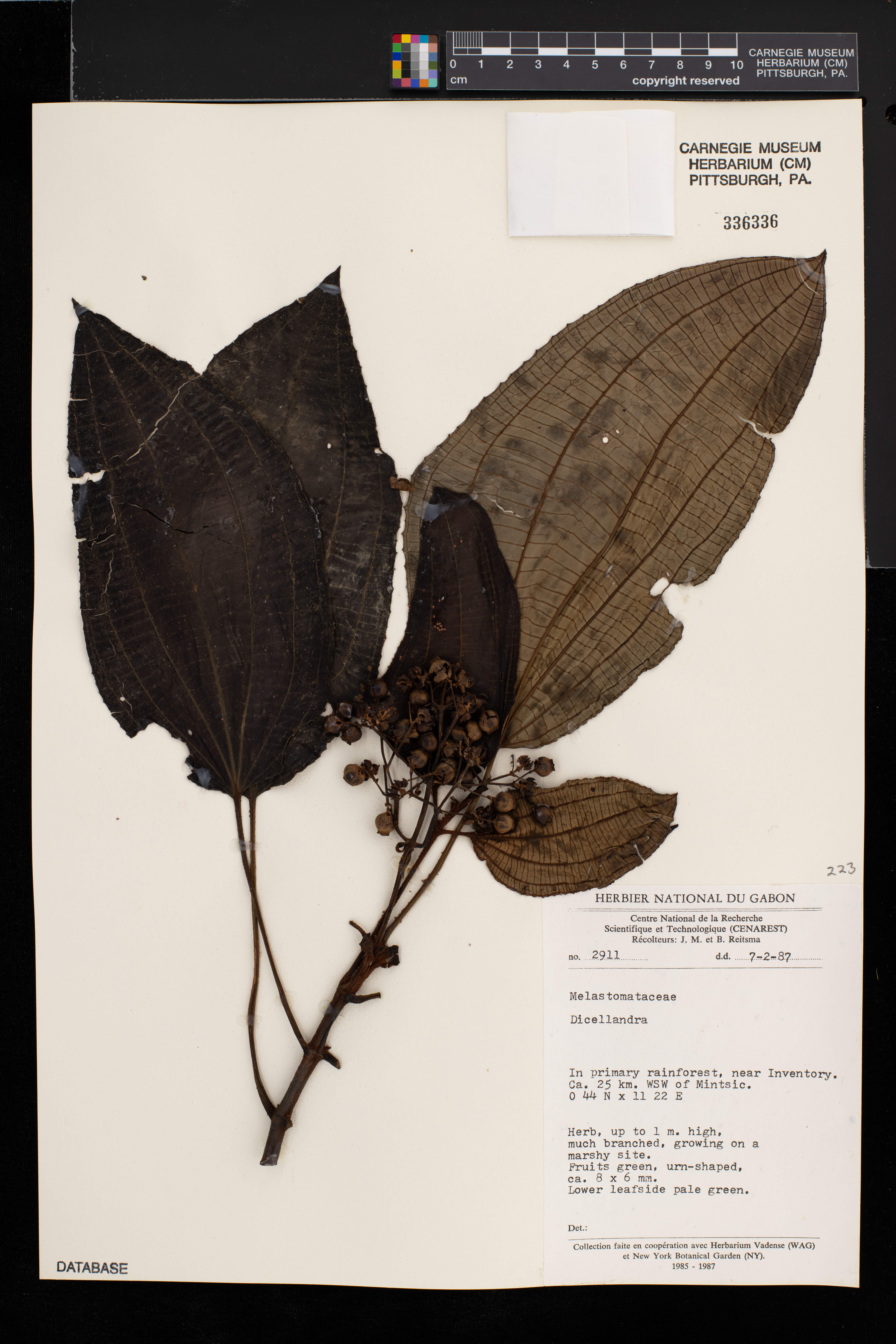 Dicellandra image