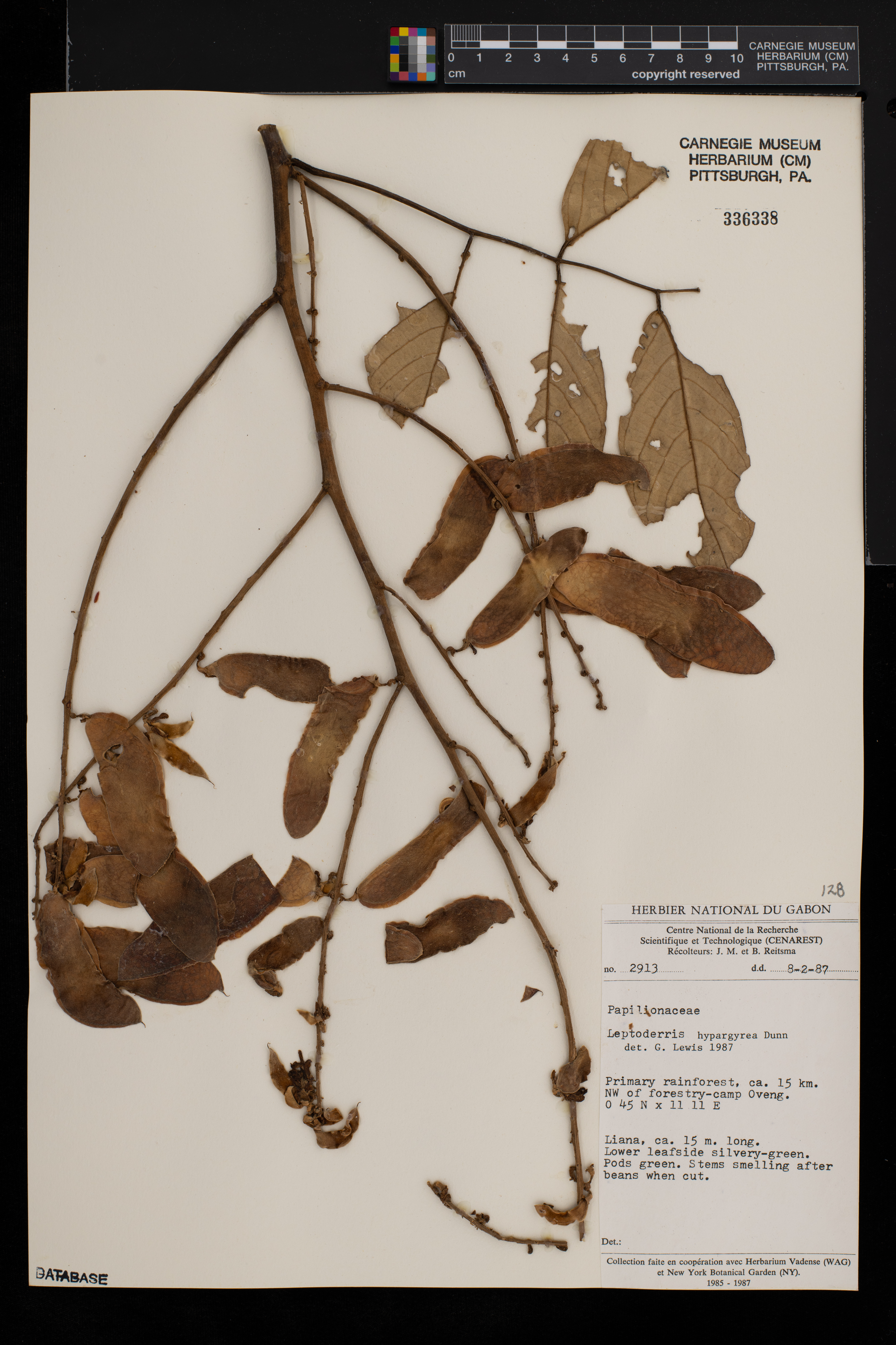 Leptoderris hypargyrea image