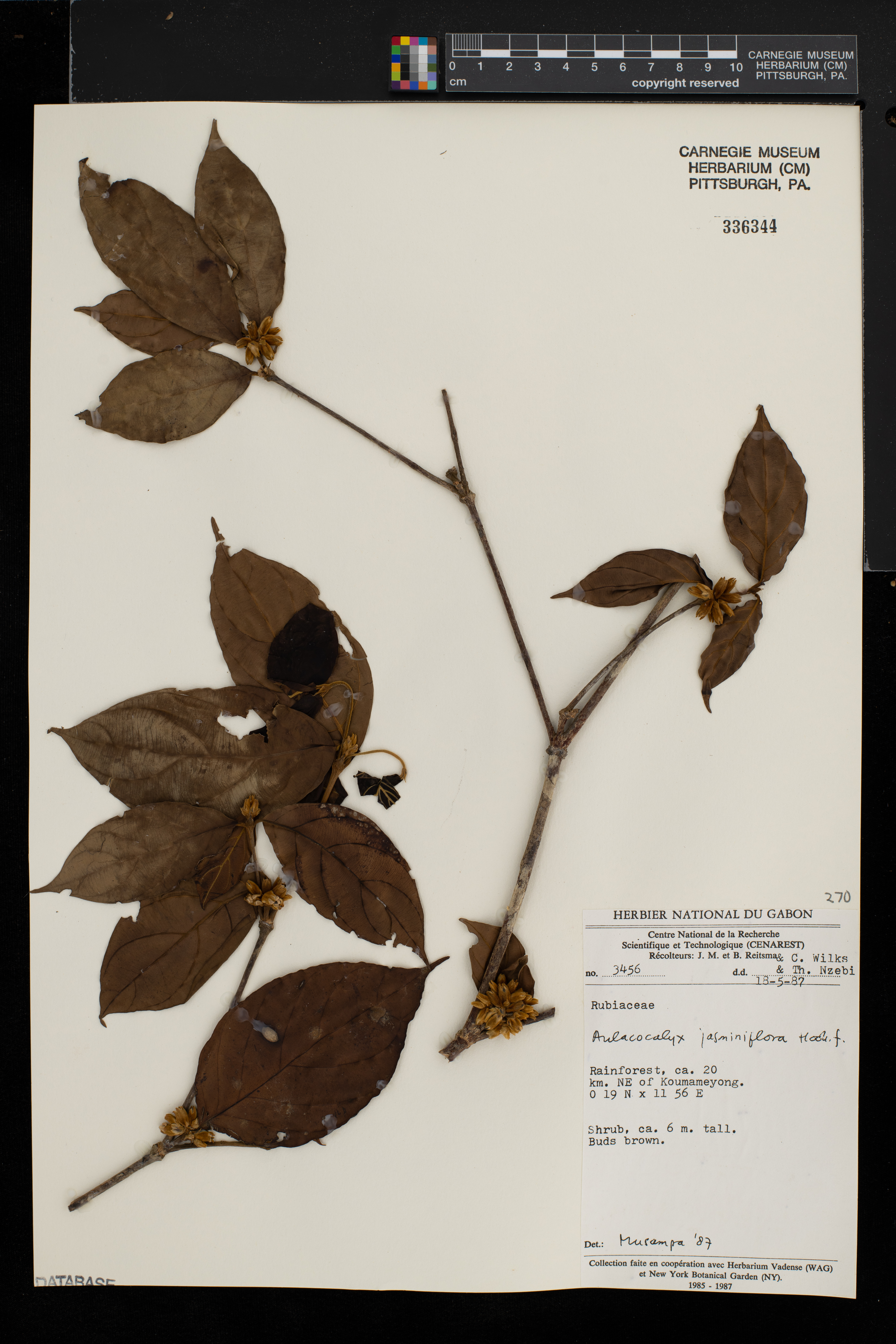 Aulacocalyx jasminiflora image