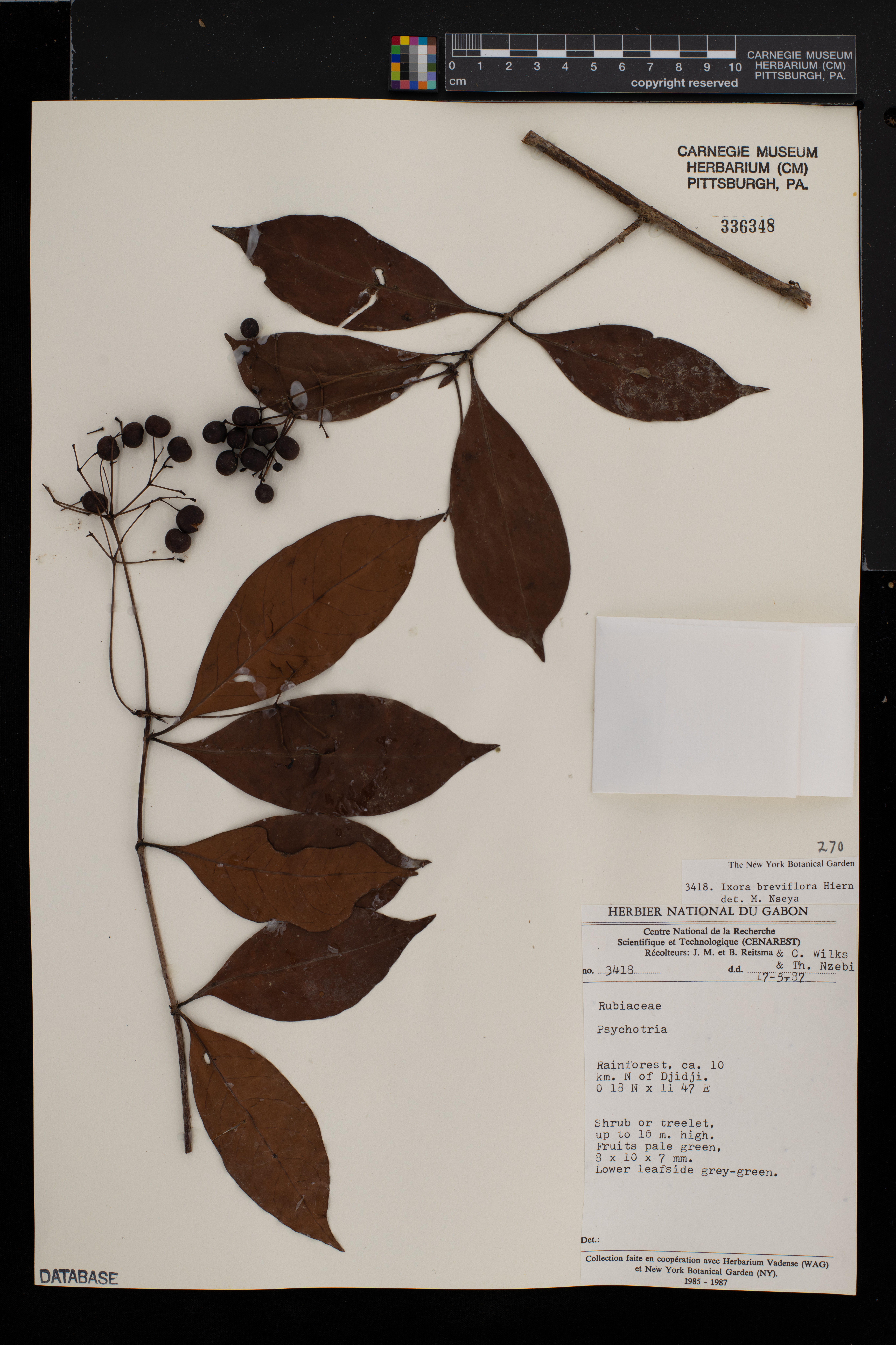 Ixora guineensis image