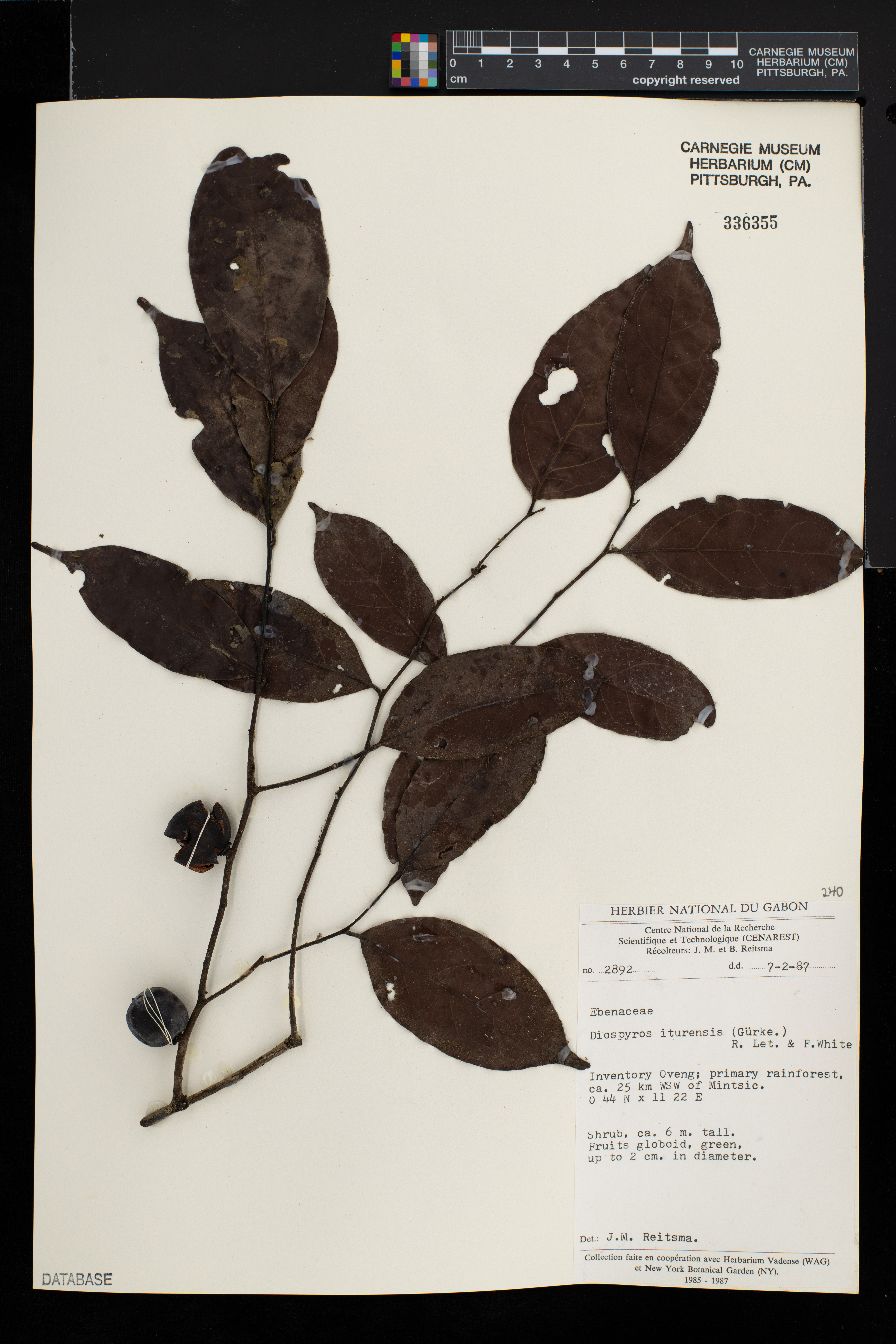 Diospyros iturensis image
