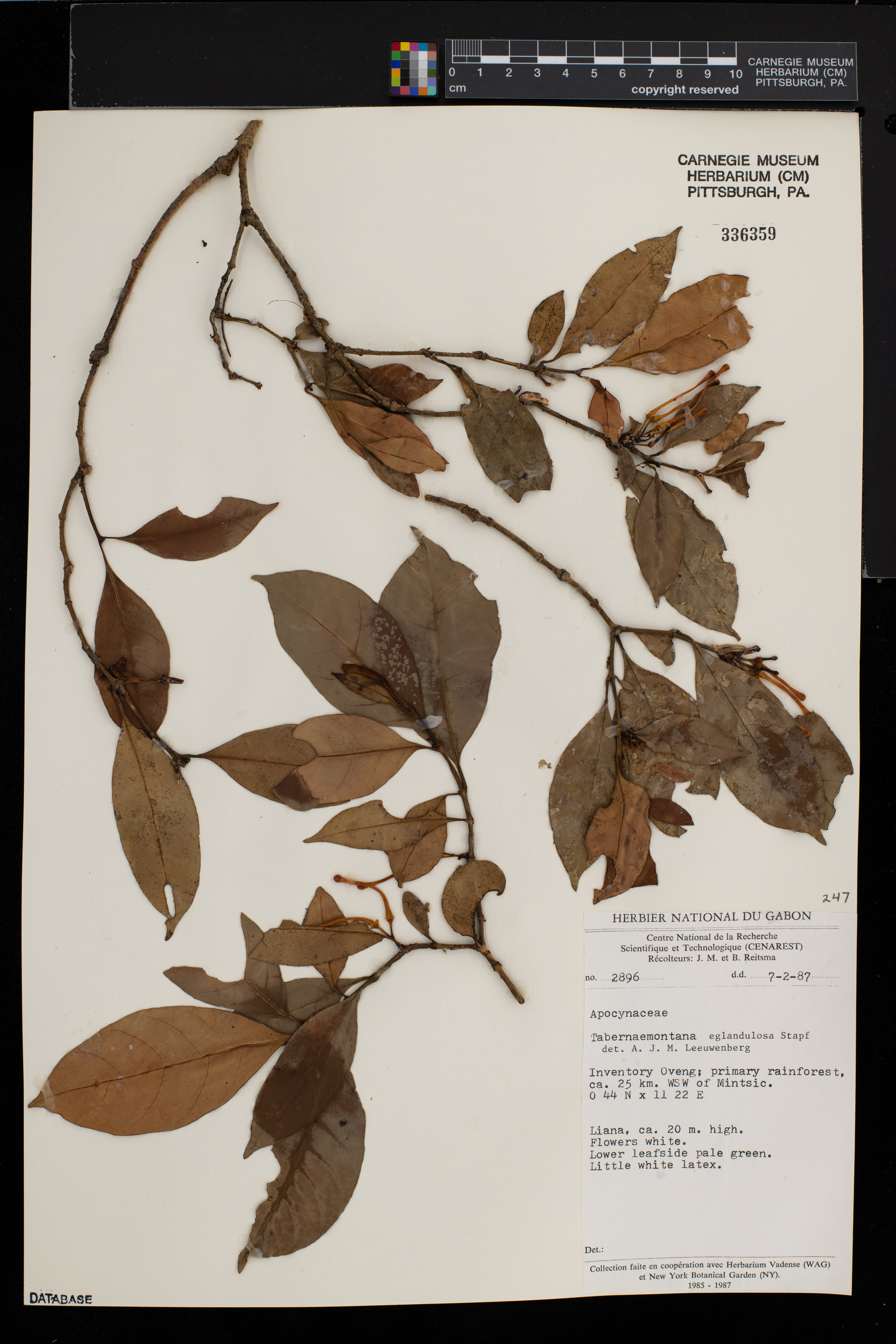 Tabernaemontana eglandulosa image
