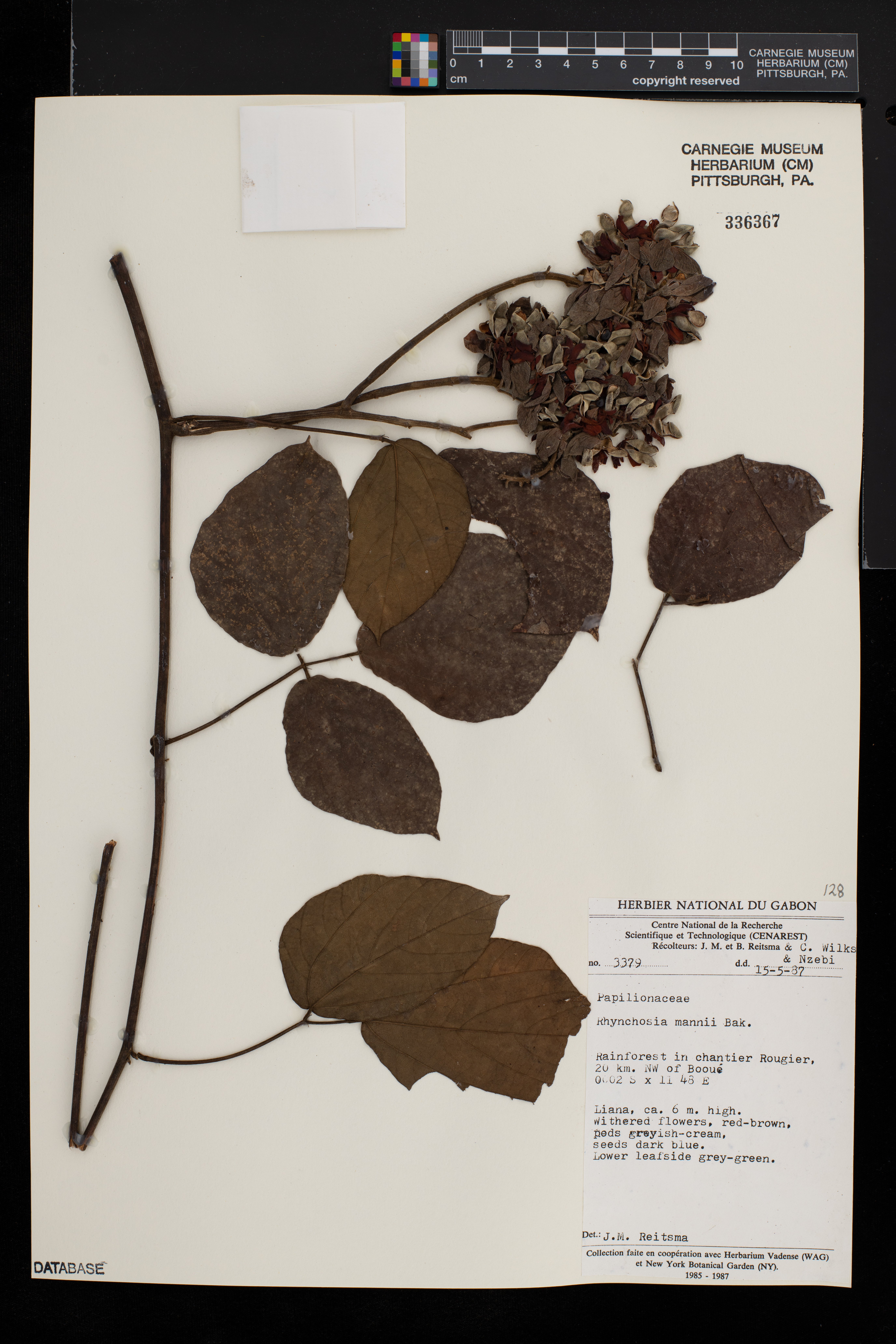 Rhynchosia mannii image