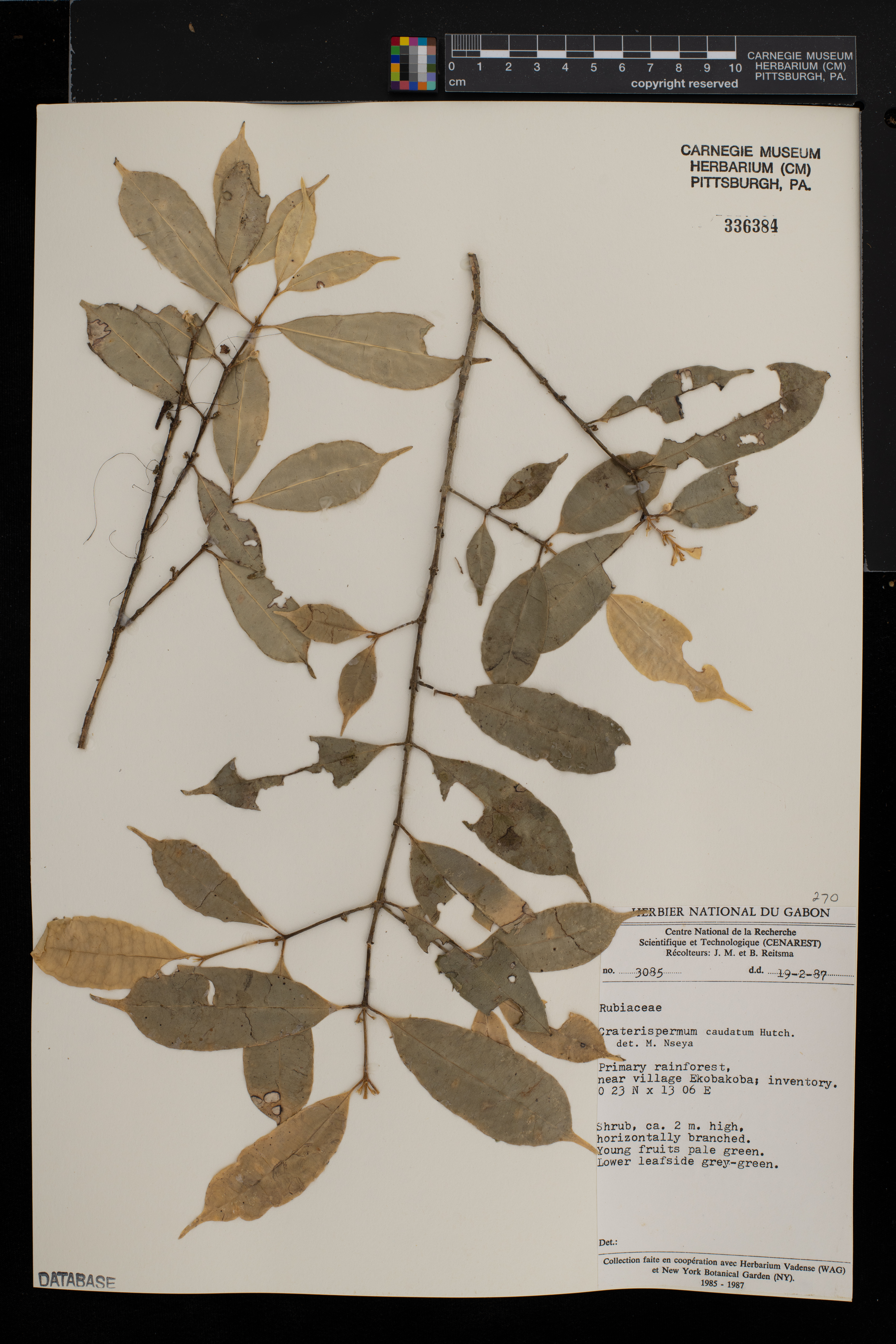 Craterispermum image