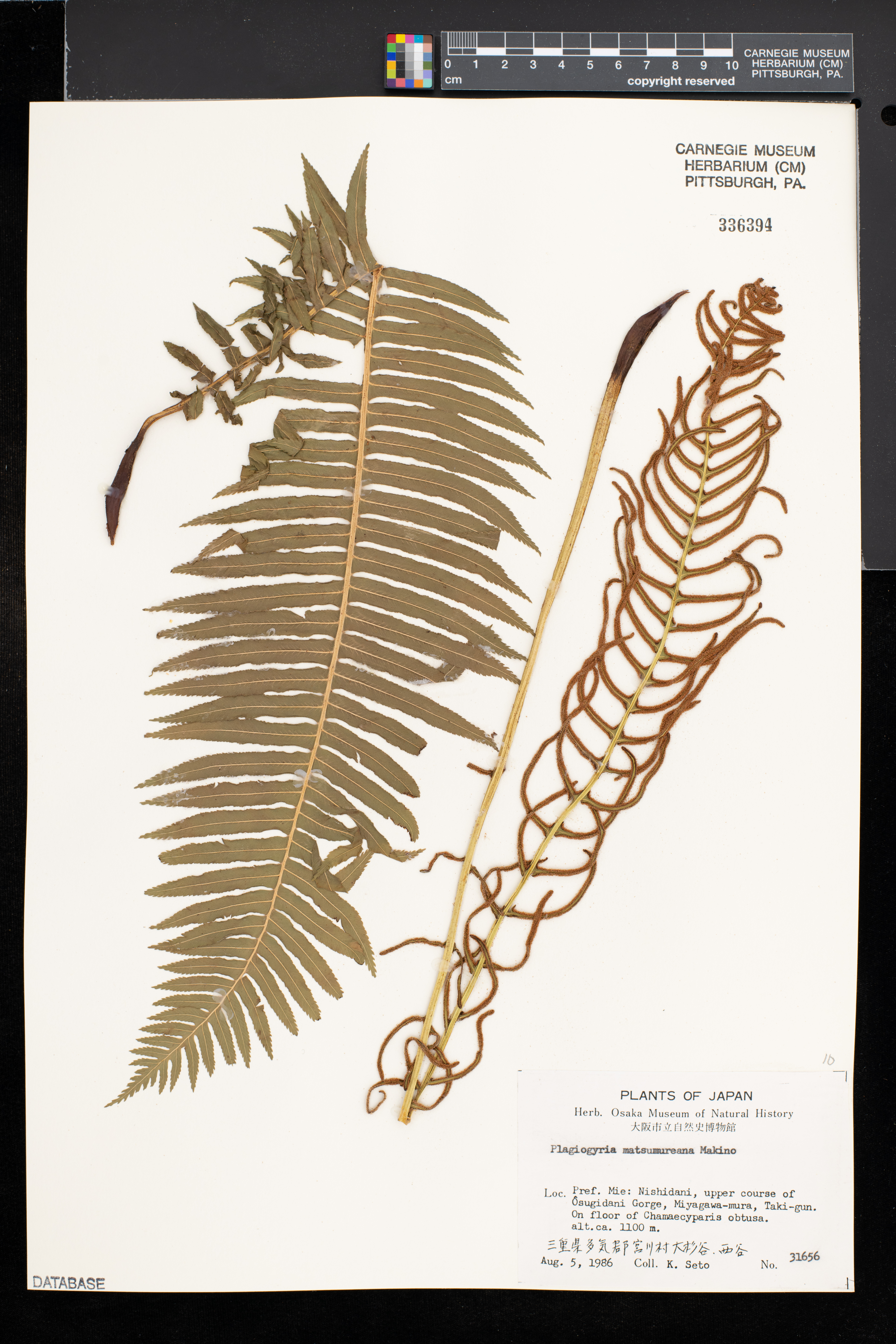 Plagiogyriaceae image