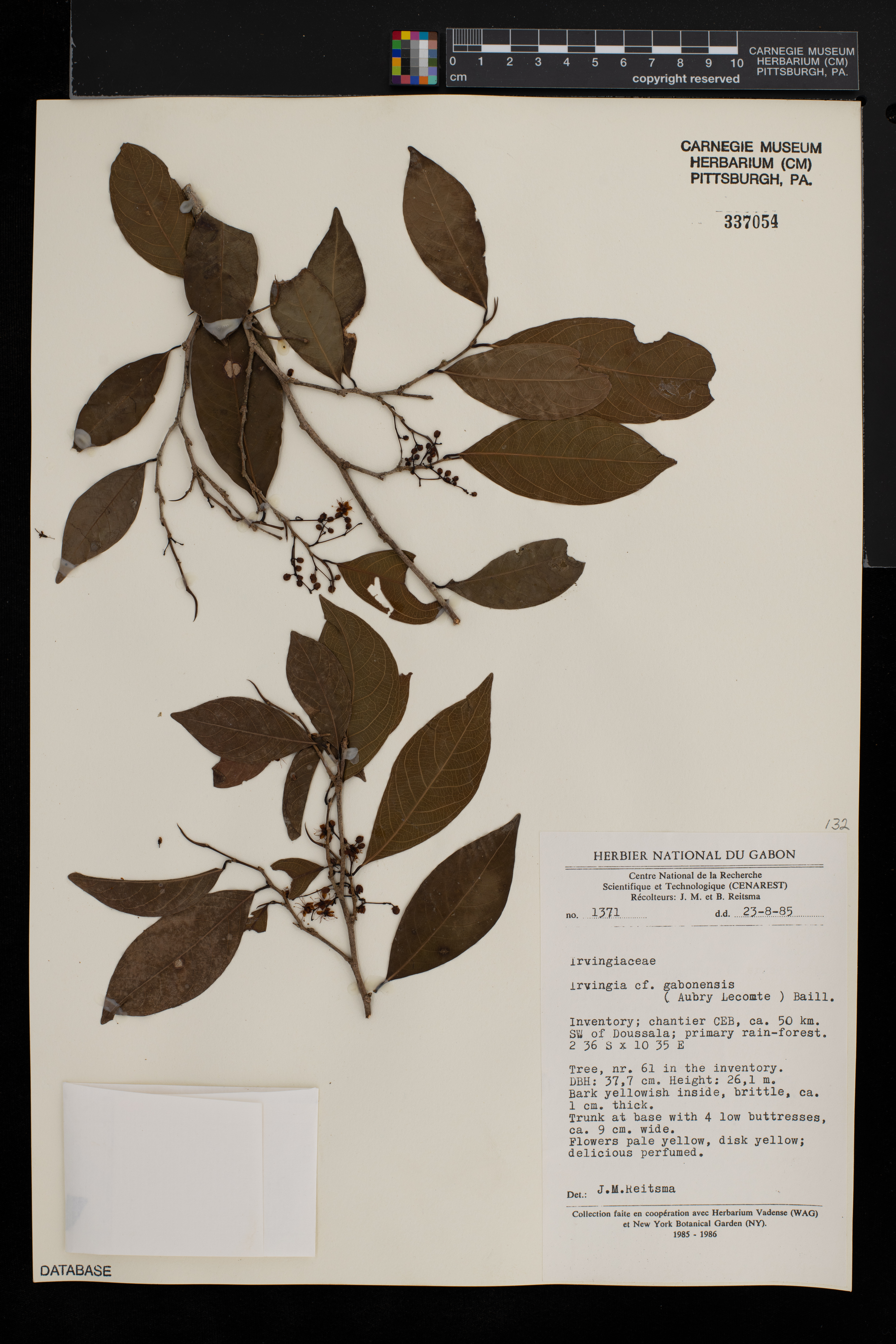 Irvingia gabonensis image