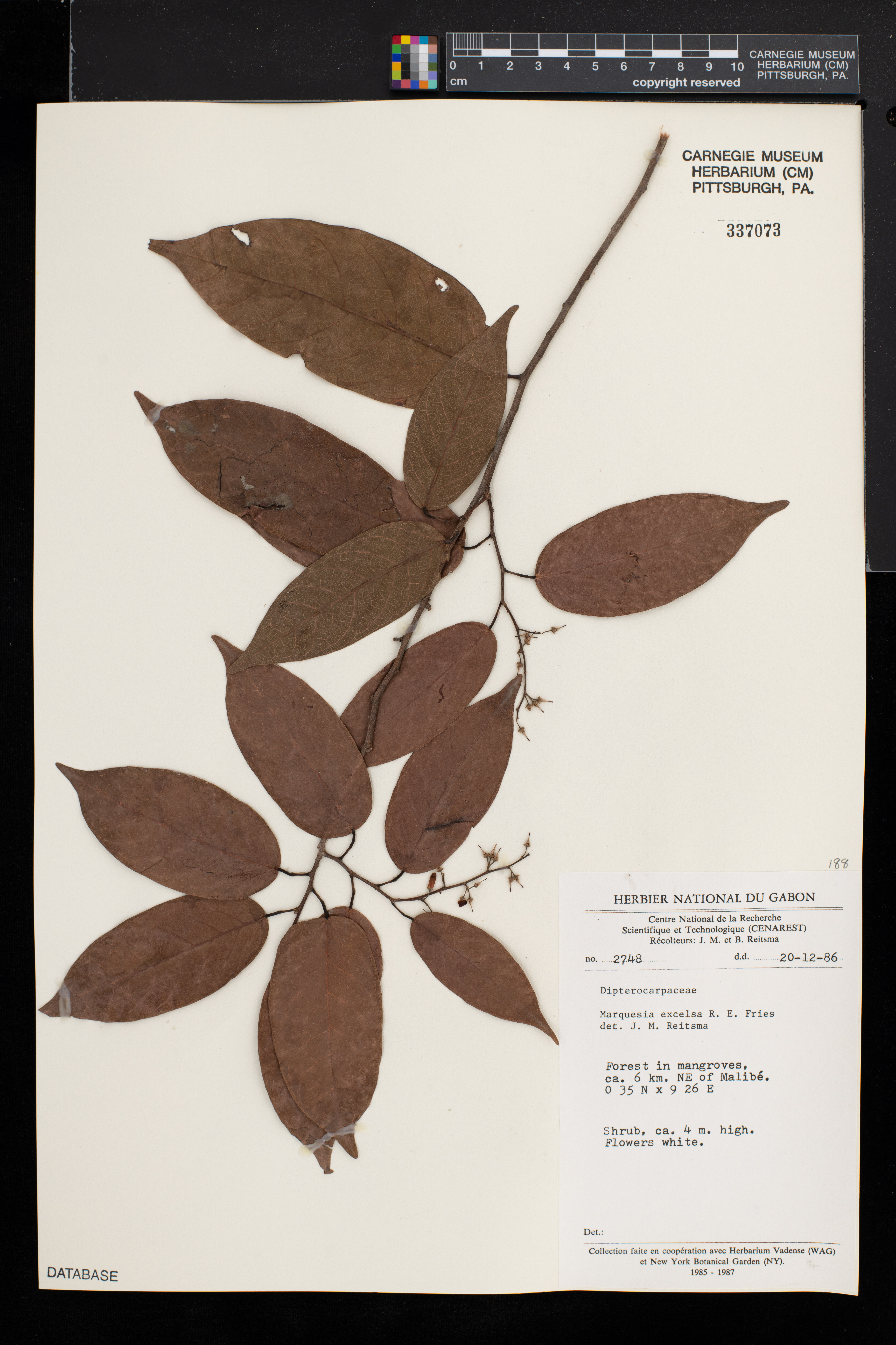 Trillesanthus excelsus image