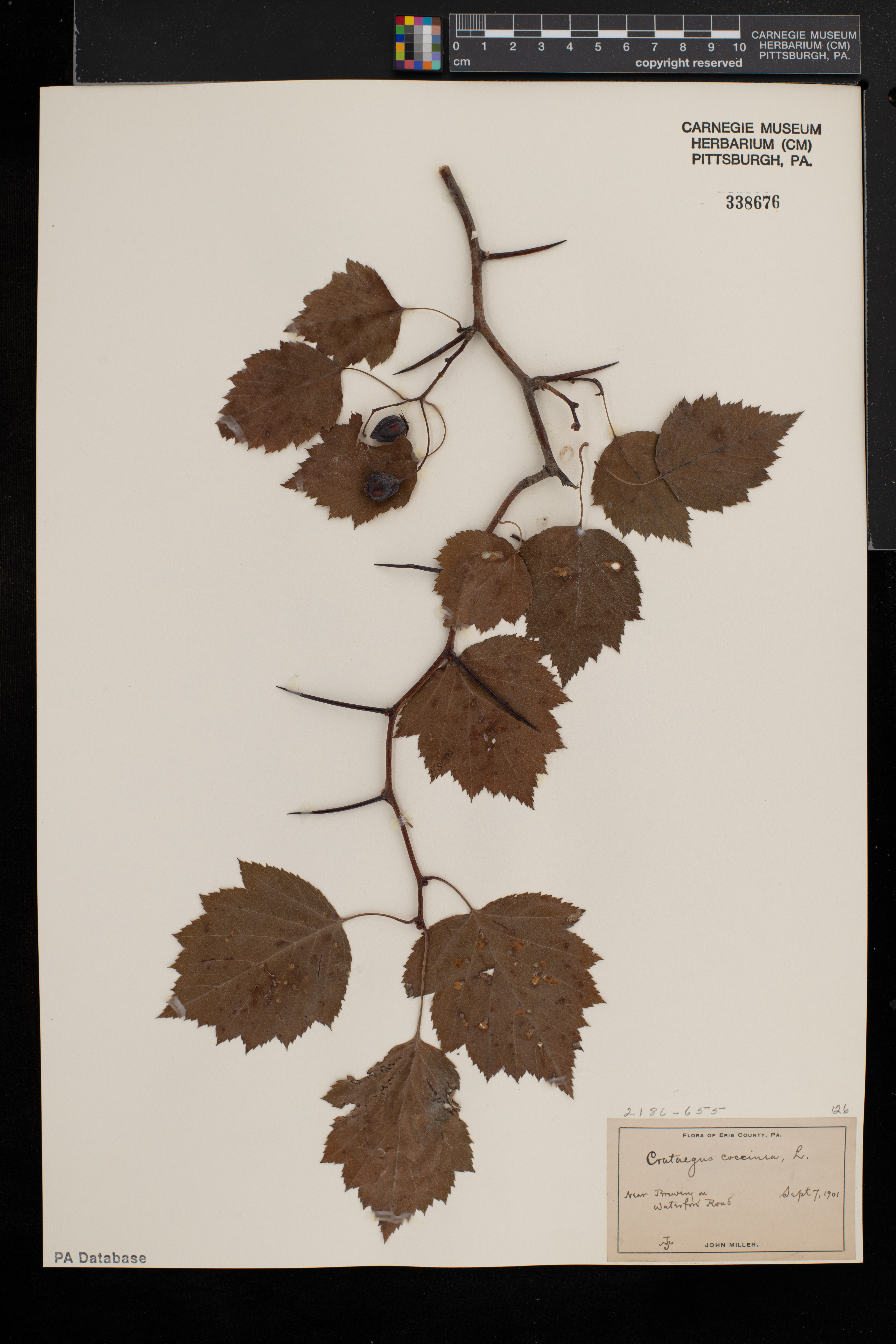Crataegus pedicellata image
