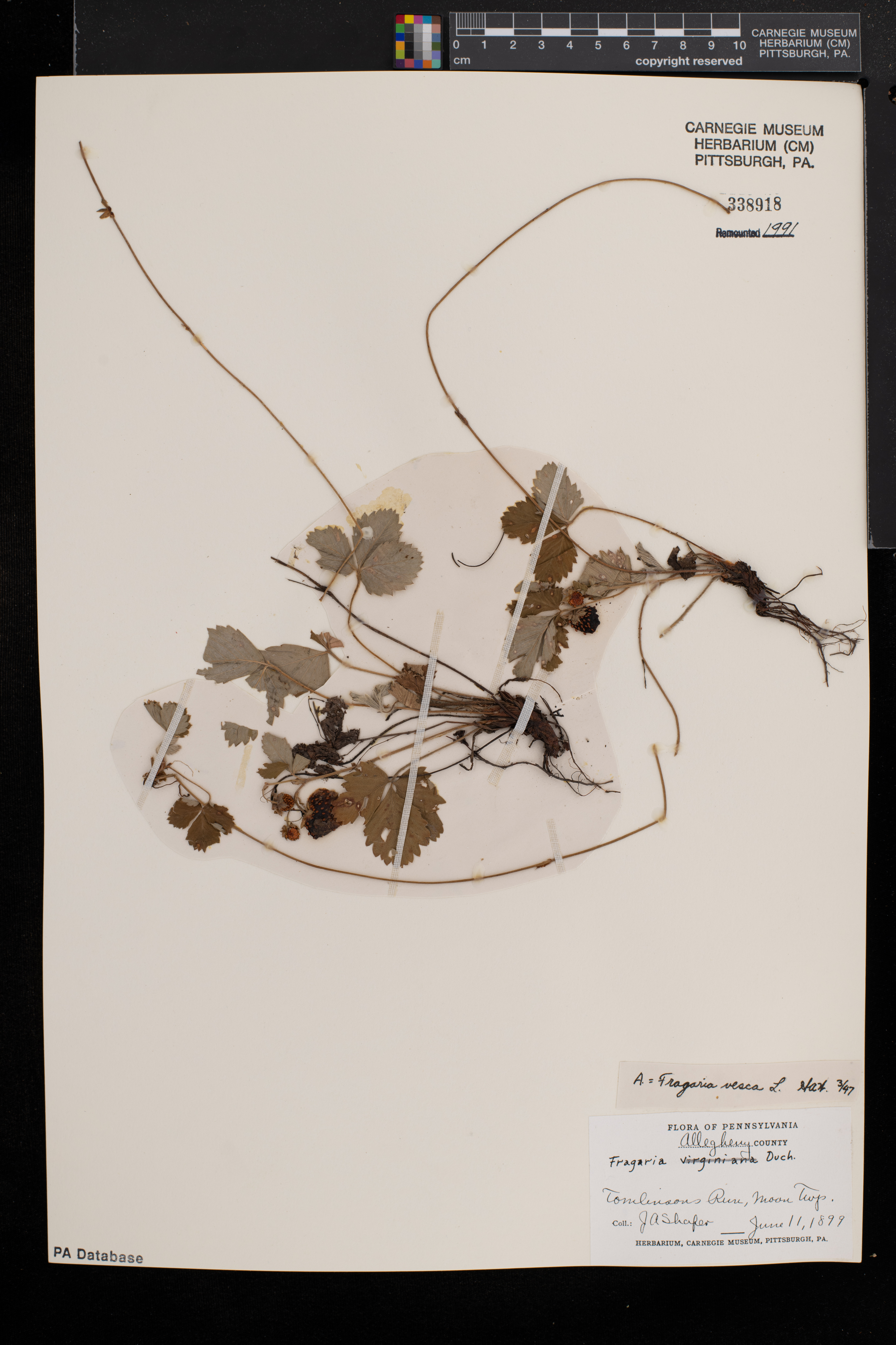 Fragaria vesca subsp. vesca image