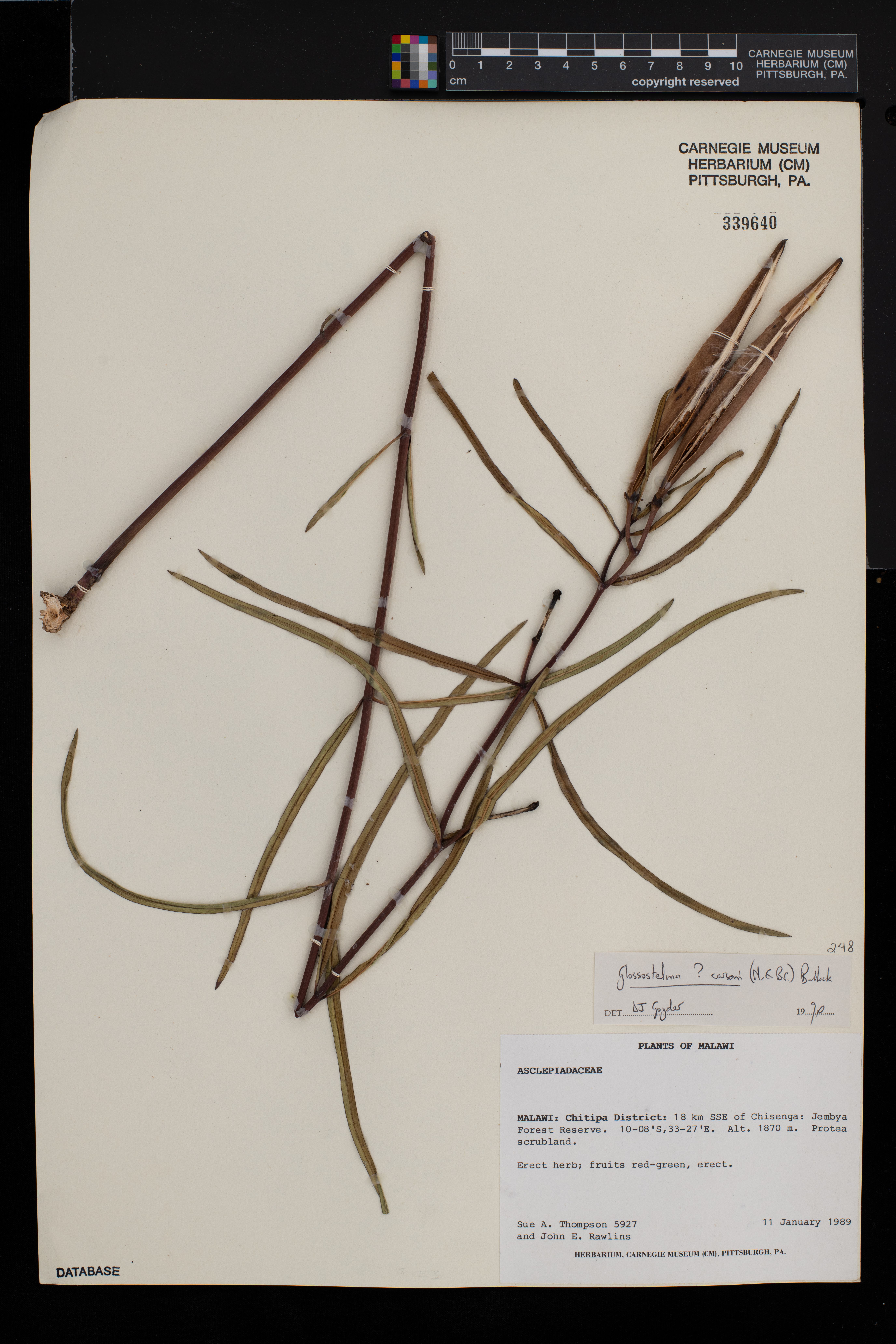 Glossostelma carsonii image