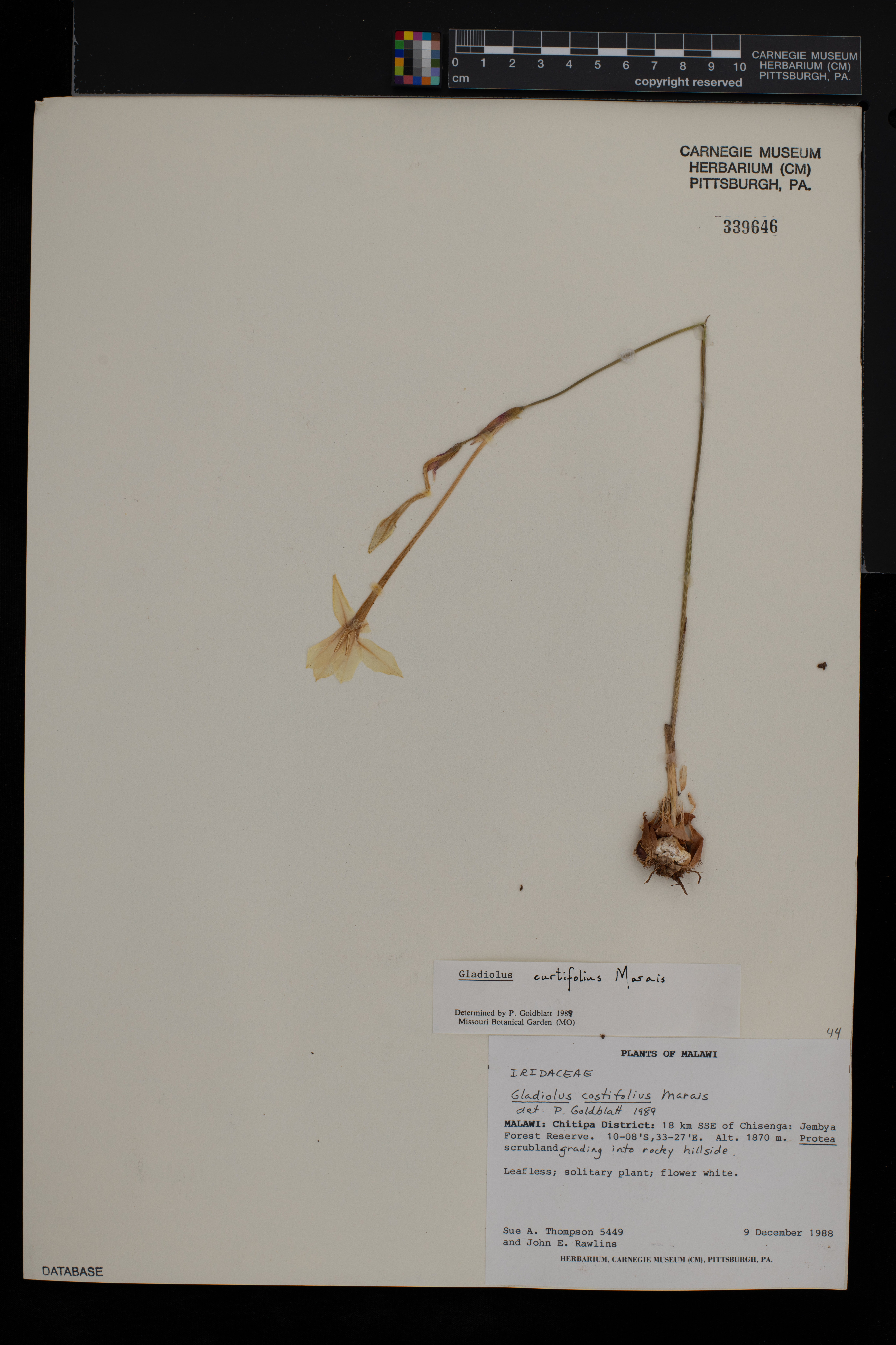 Gladiolus curtifolius image