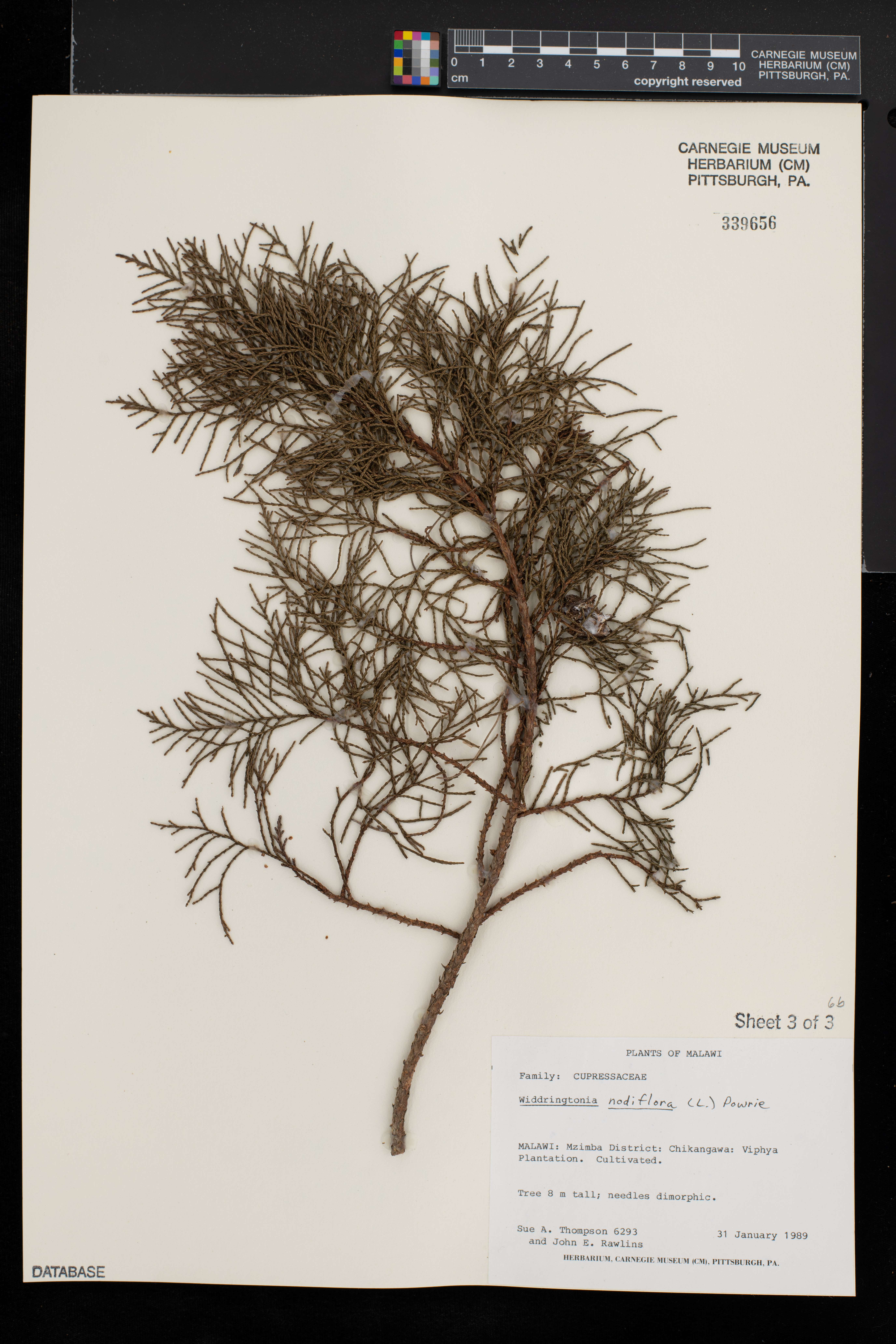 Widdringtonia nodiflora image