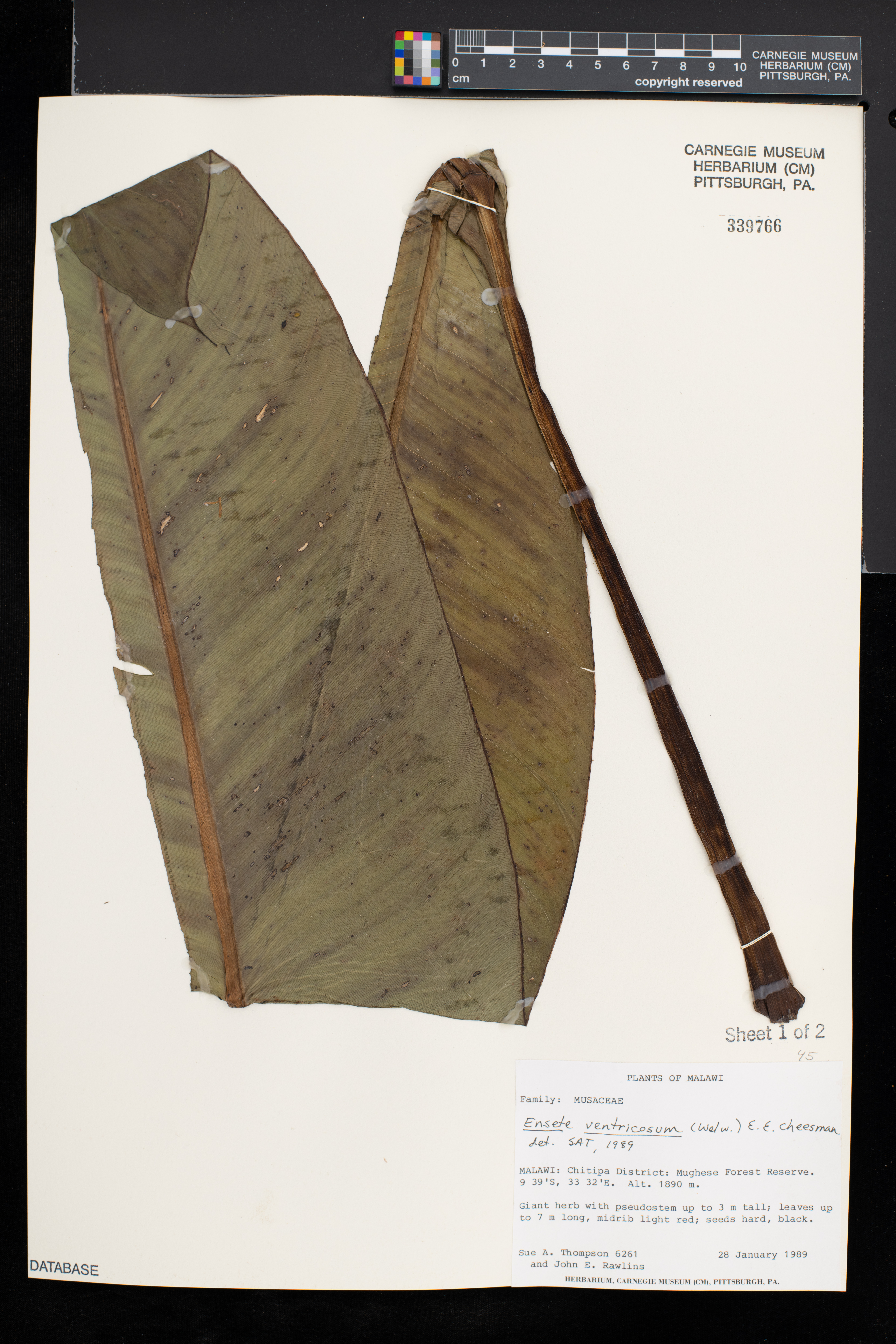 Ensete ventricosum image