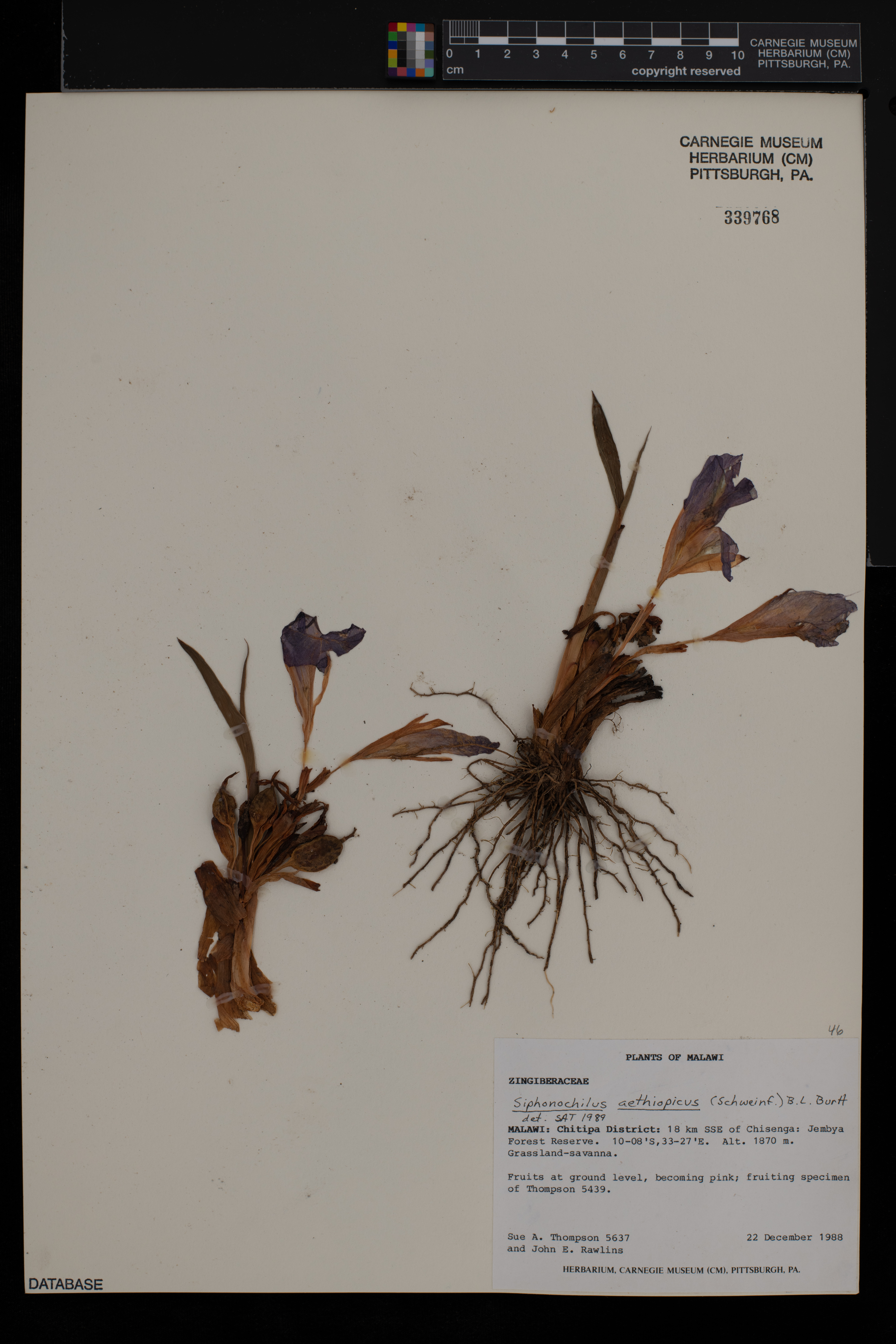 Siphonochilus aethiopicus image