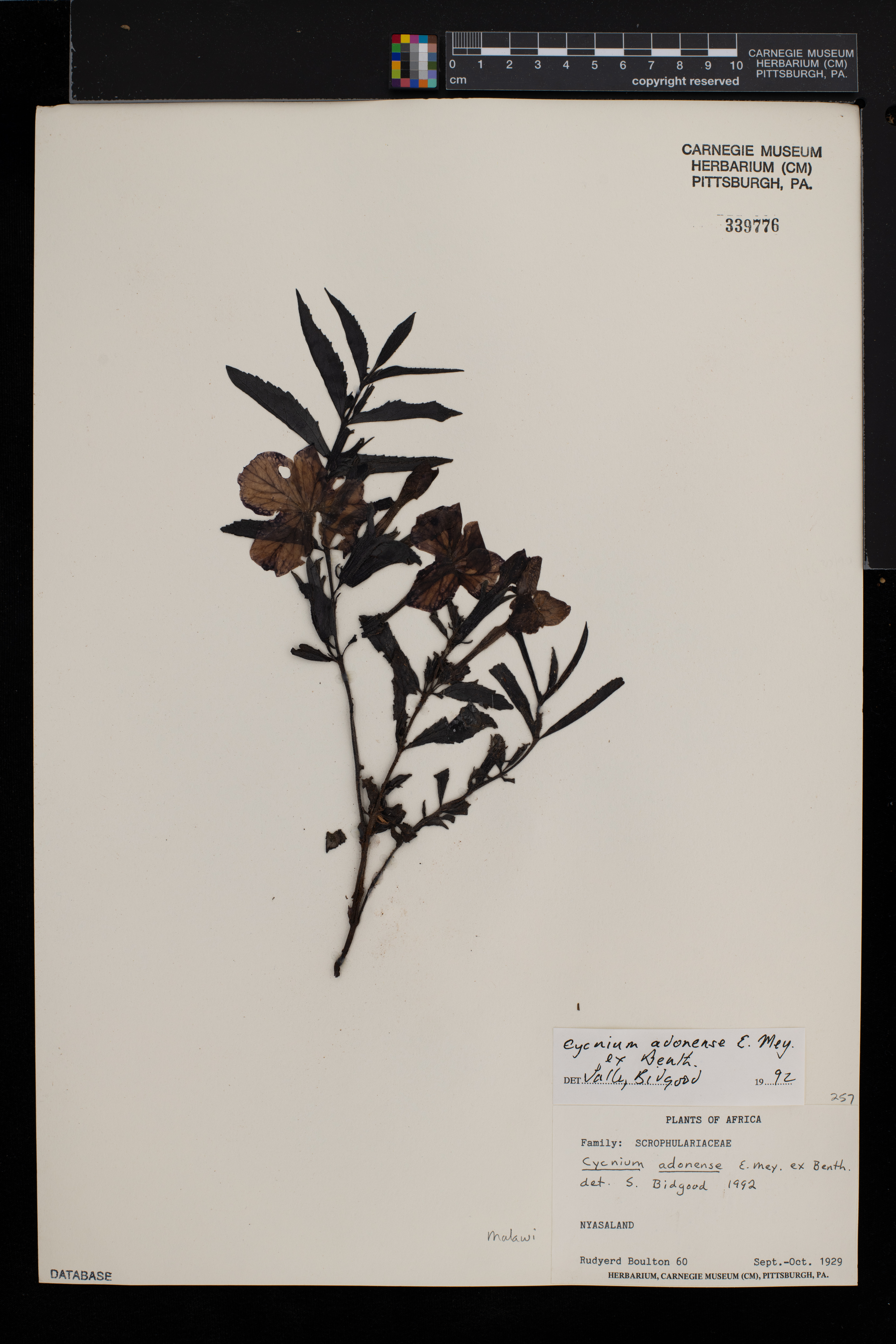 Cycnium adonense image