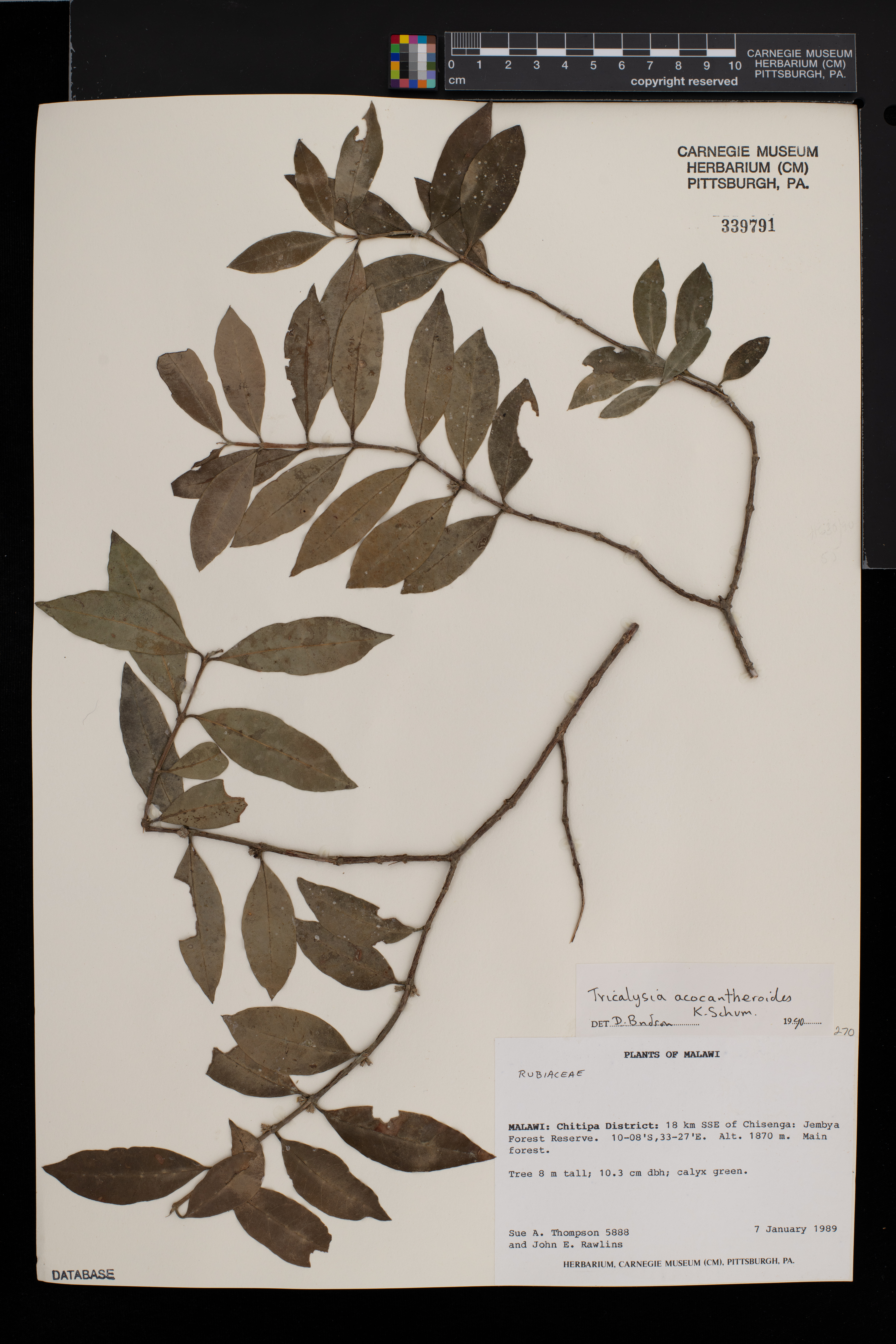 Tricalysia acocantheroides image