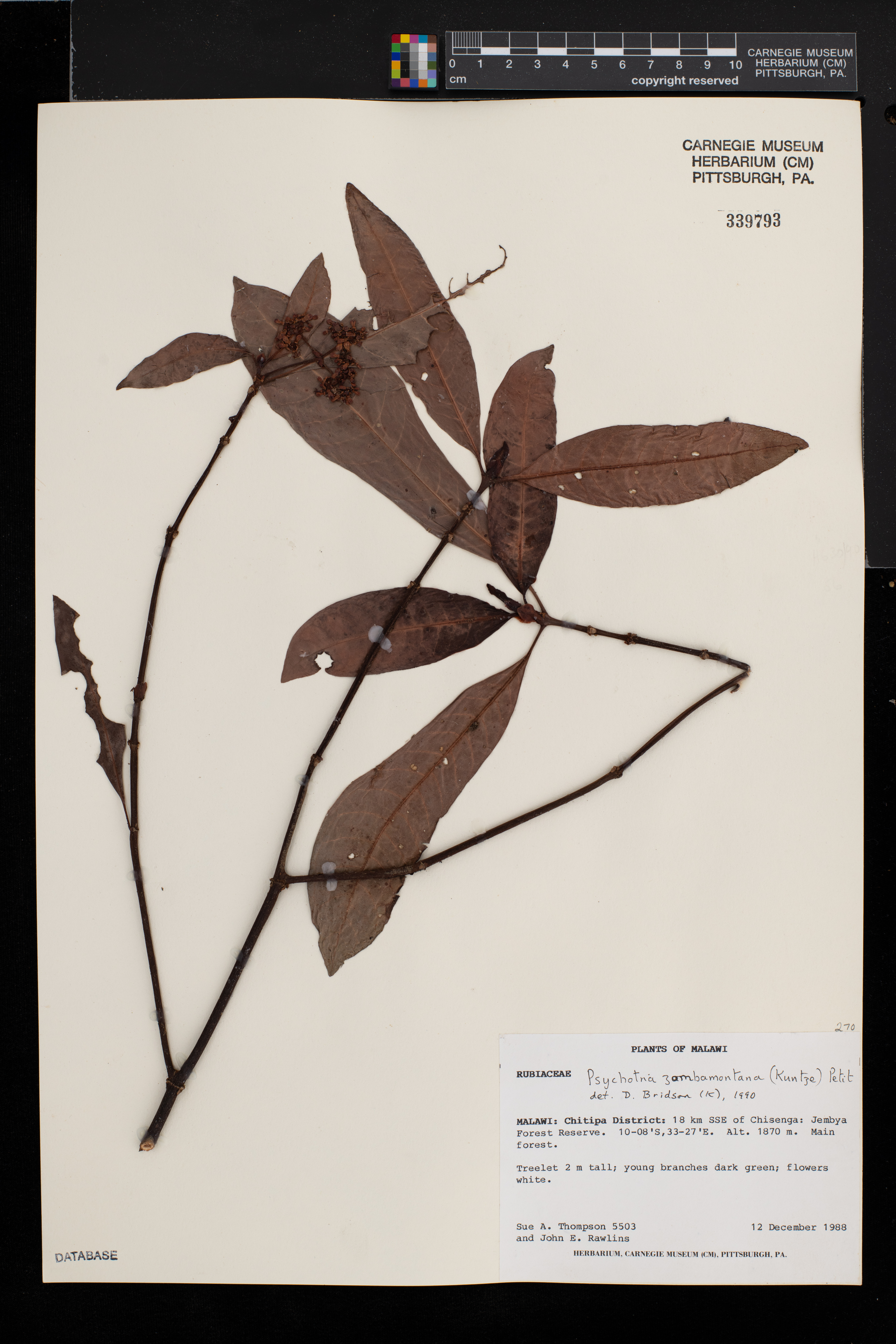 Psychotria zombamontana image
