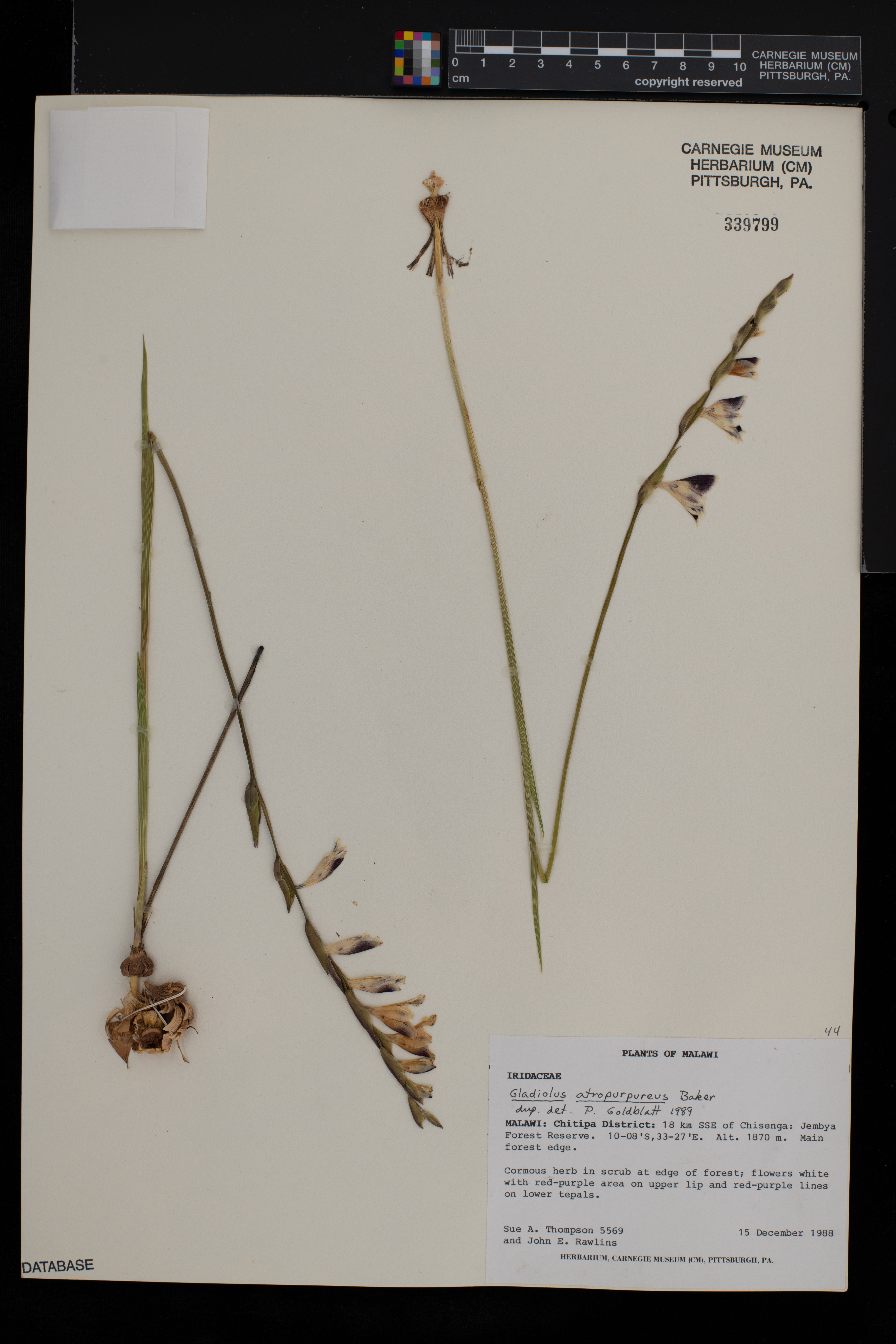 Gladiolus atropurpureus image
