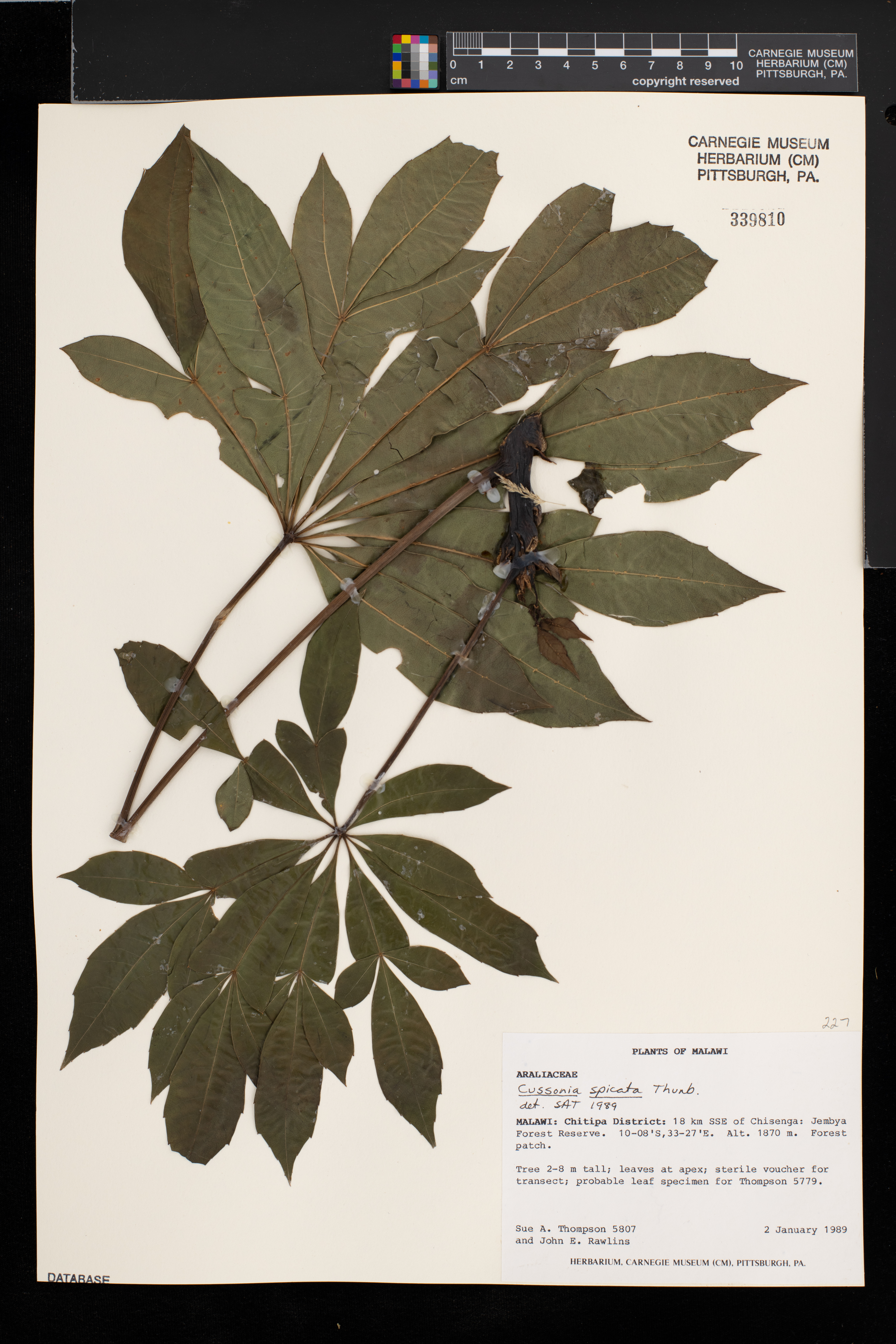 Cussonia spicata image