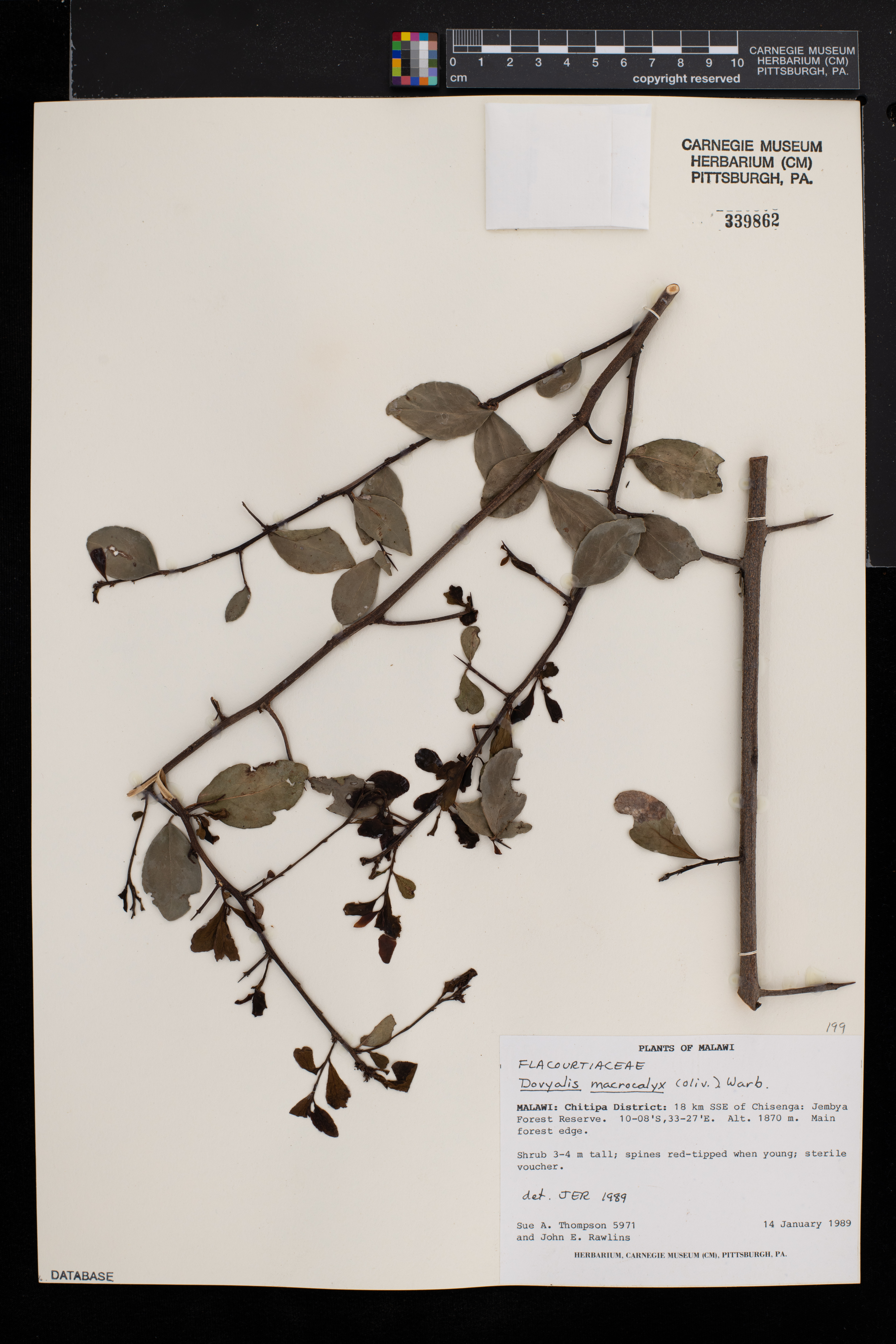 Dovyalis macrocalyx image