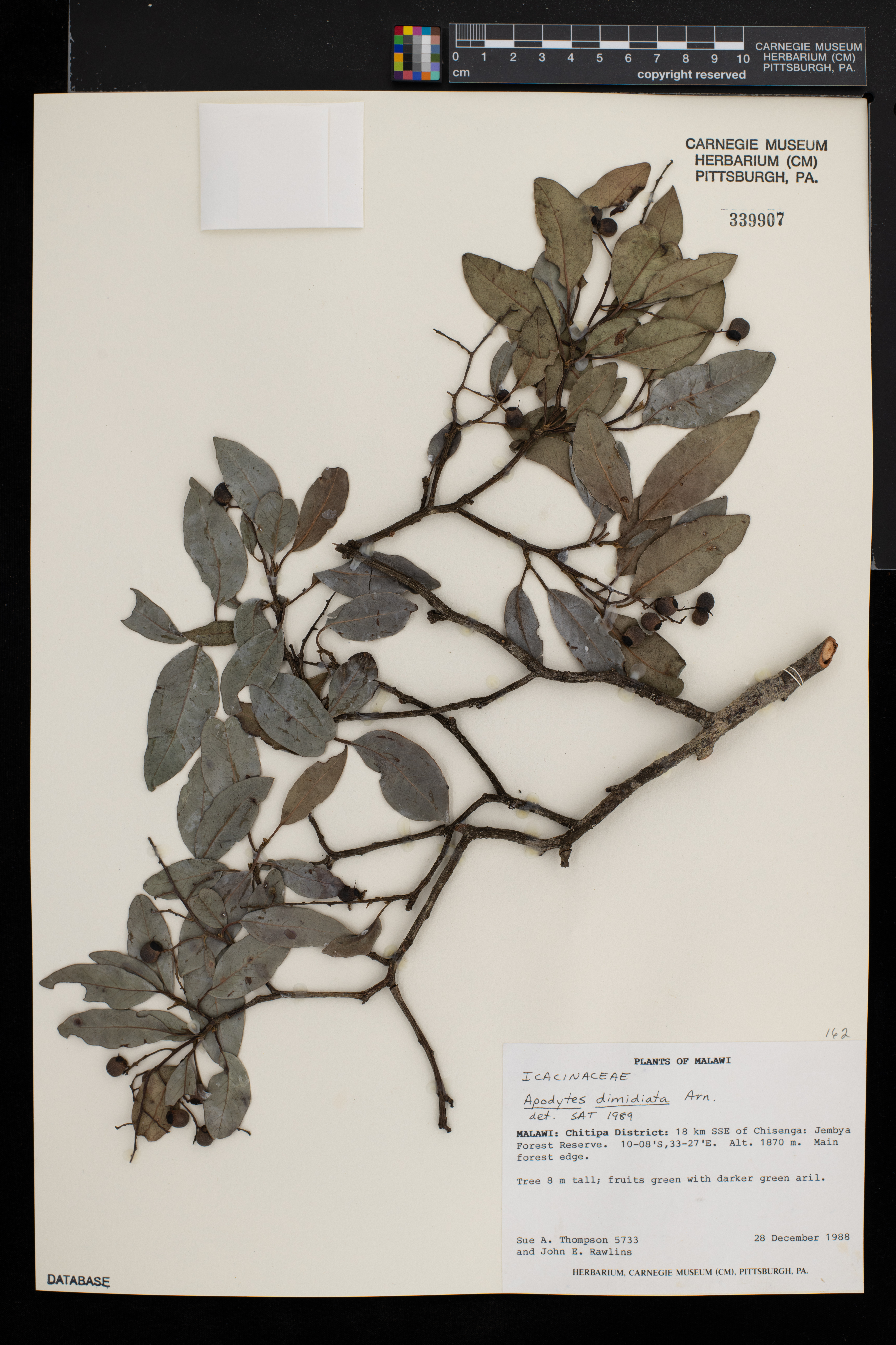 Apodytes dimidiata image