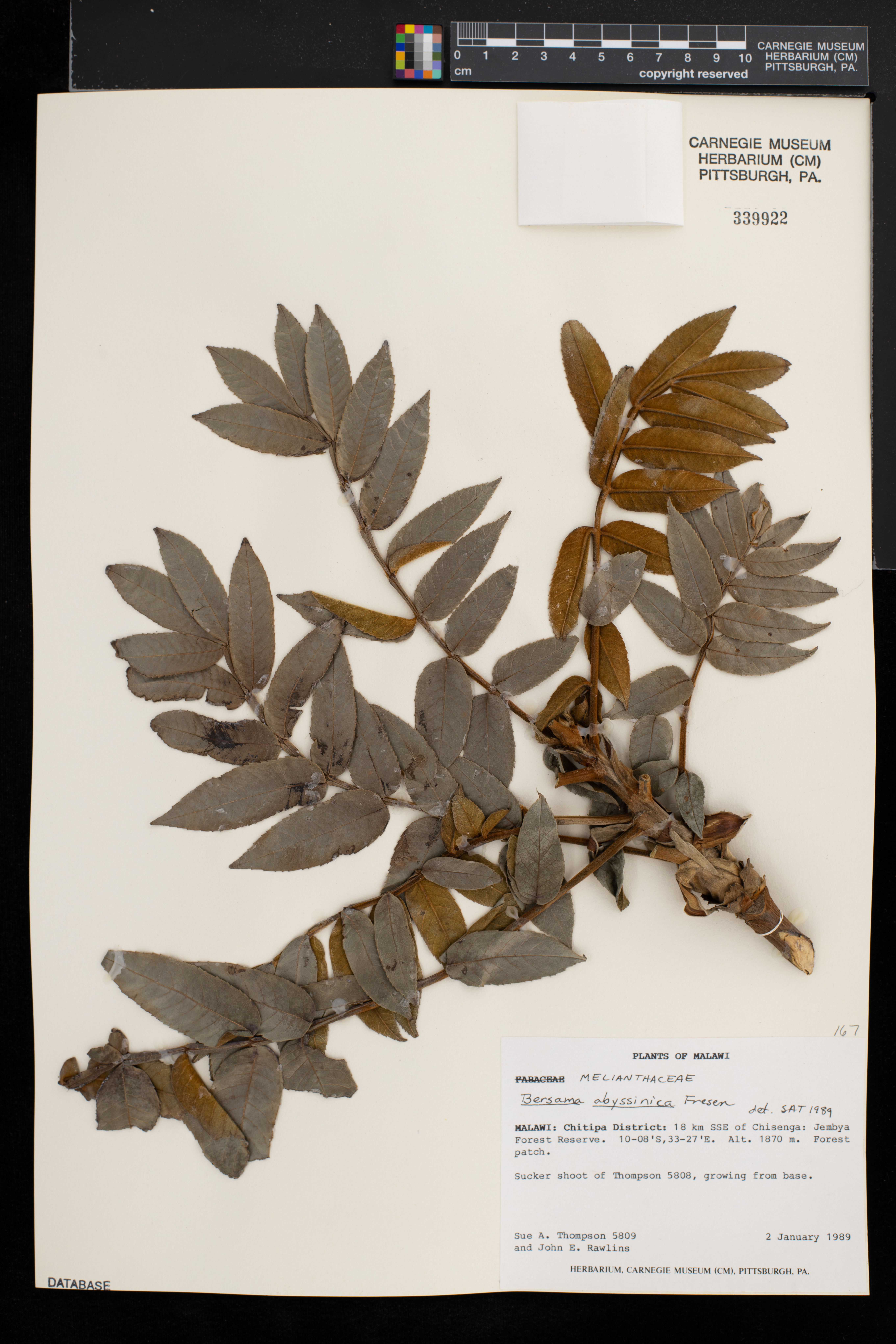 Bersama abyssinica image
