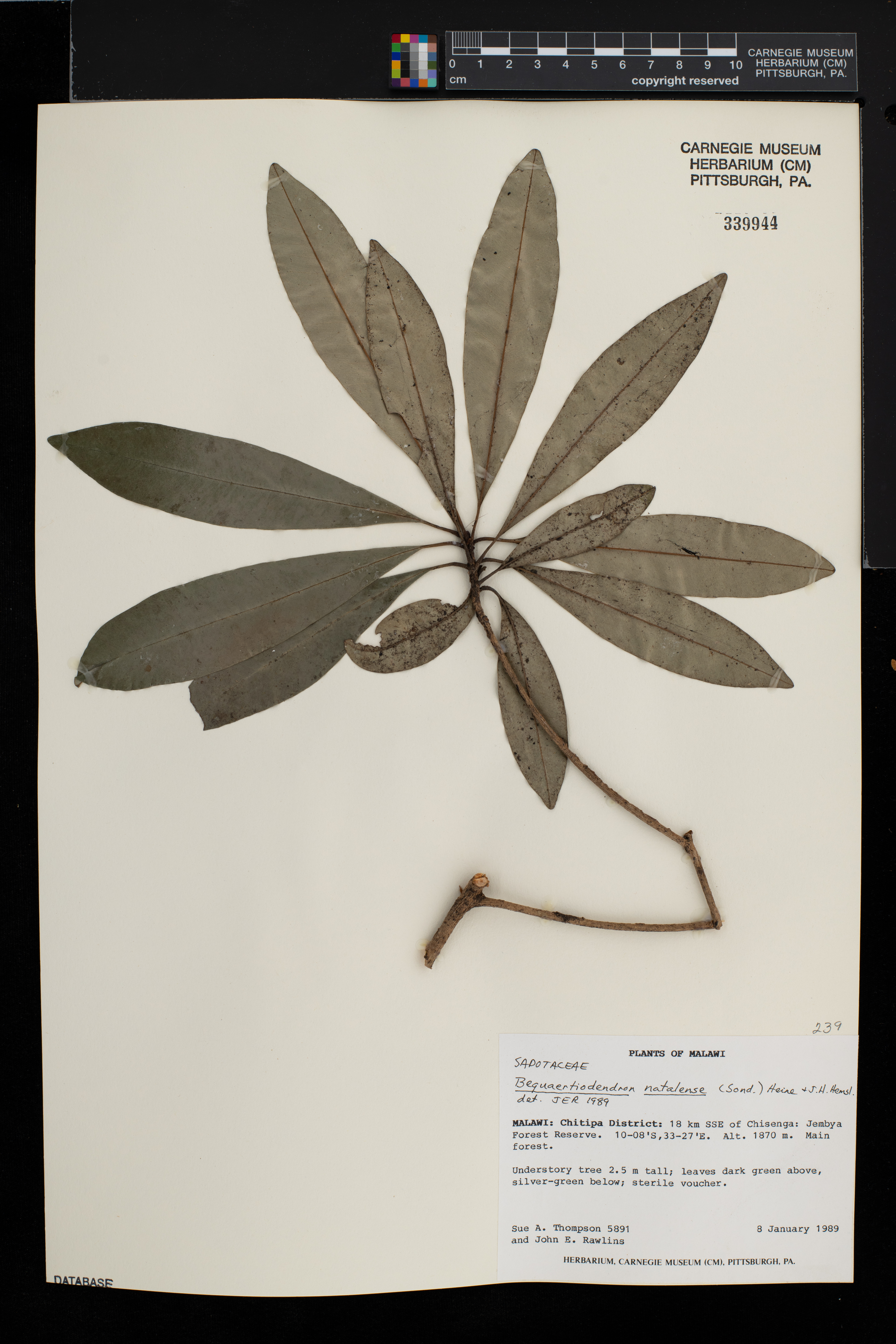 Bequaertiodendron natalense image