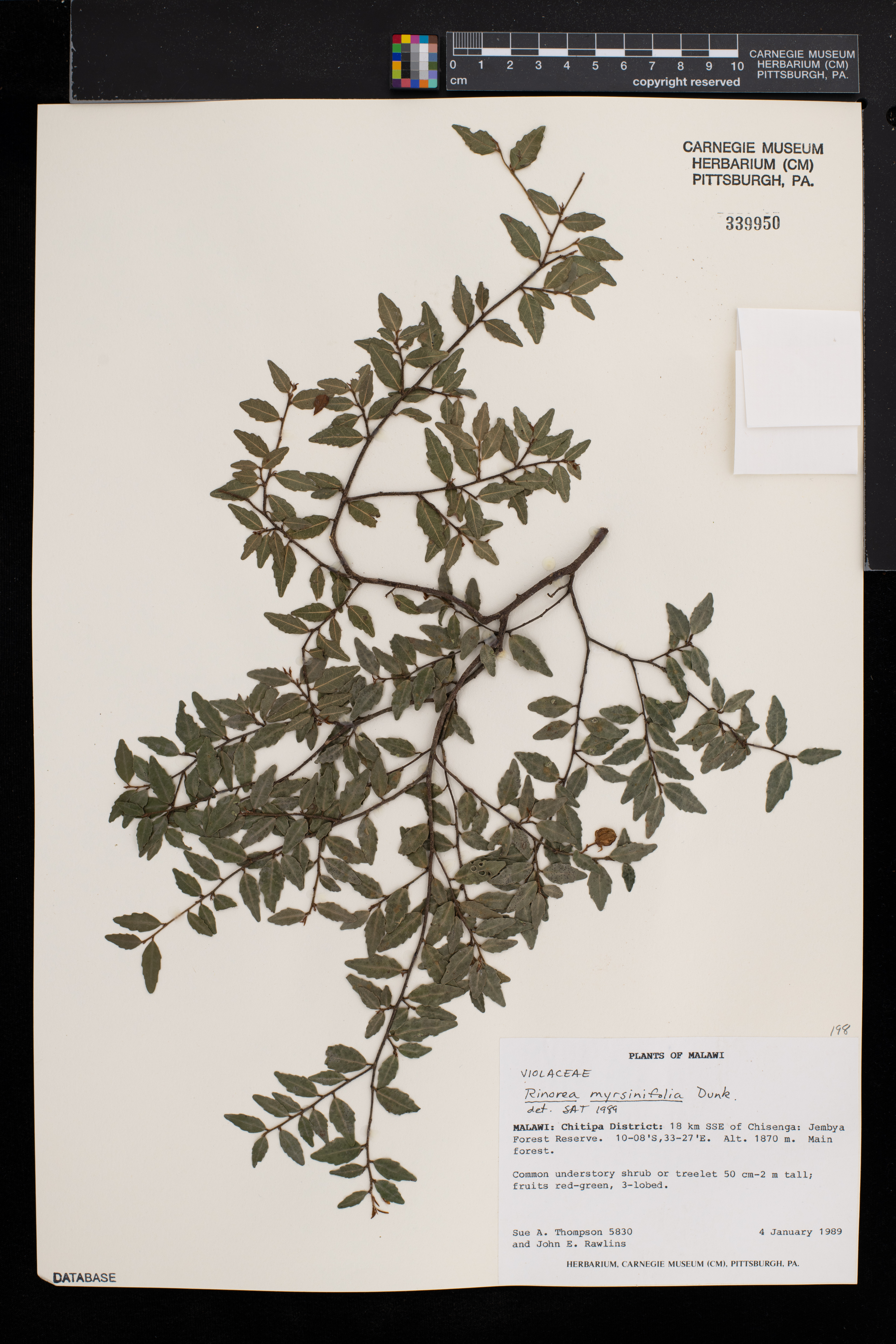 Rinorea angustifolia image
