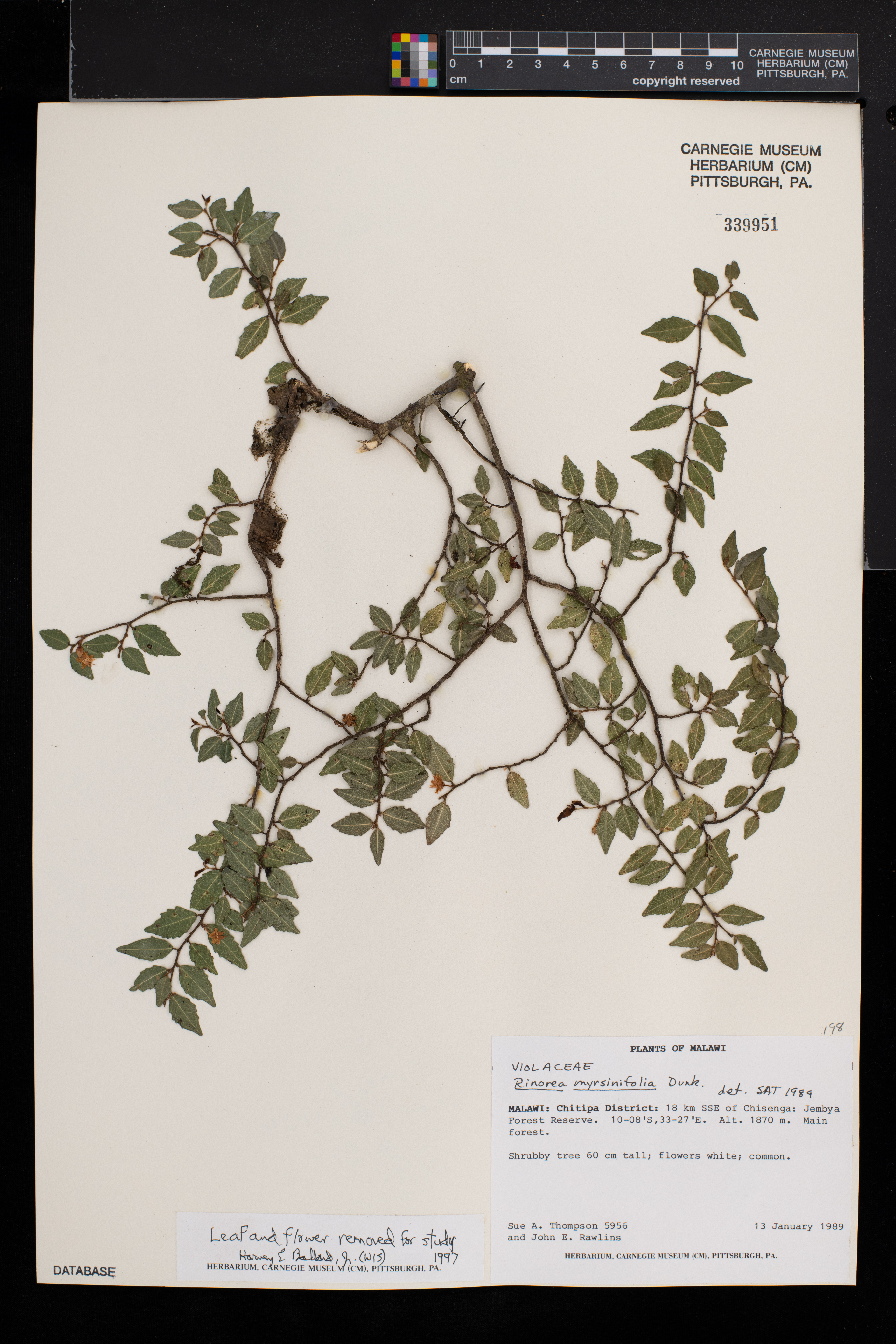 Rinorea myrsinifolia image