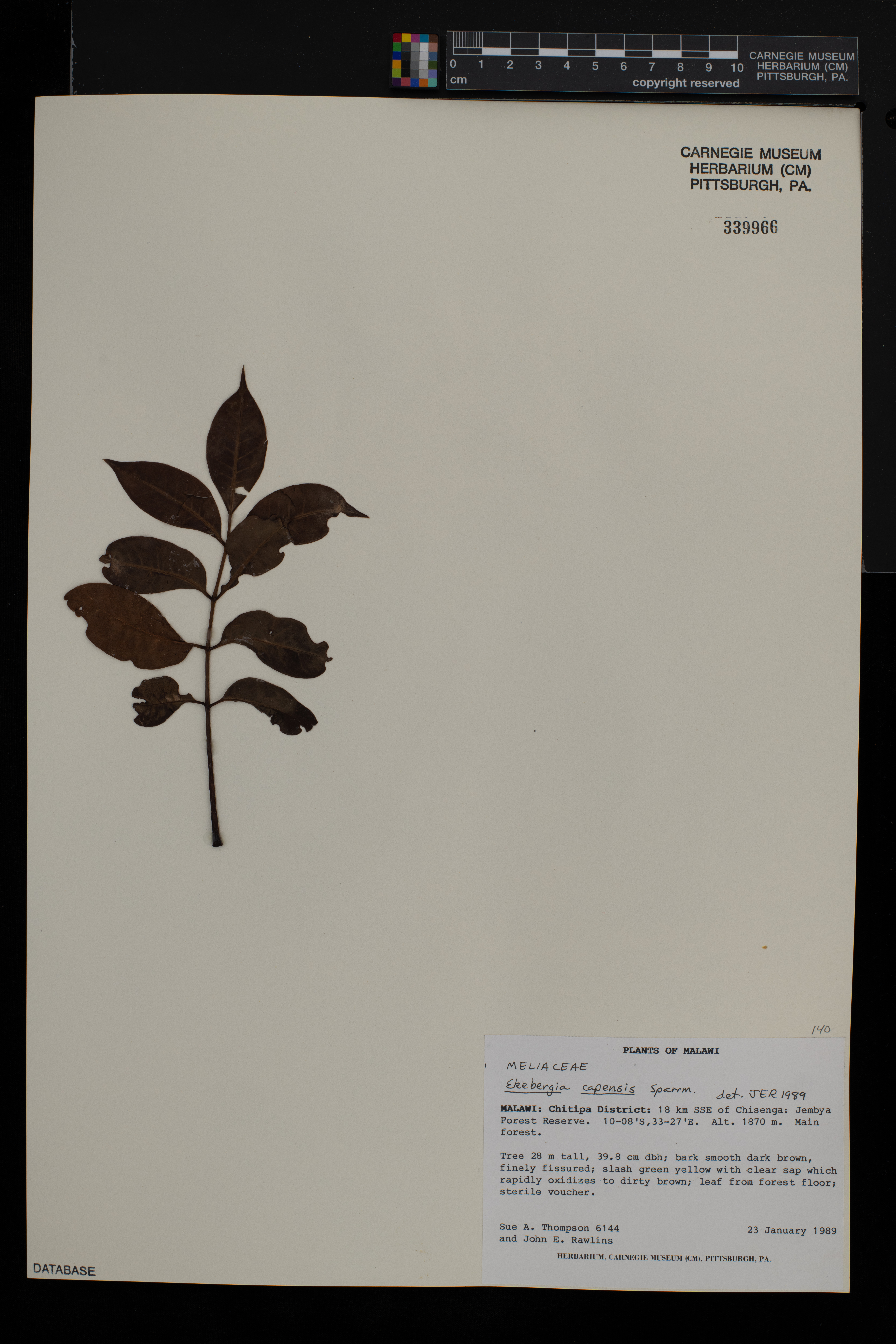 Ekebergia capensis image