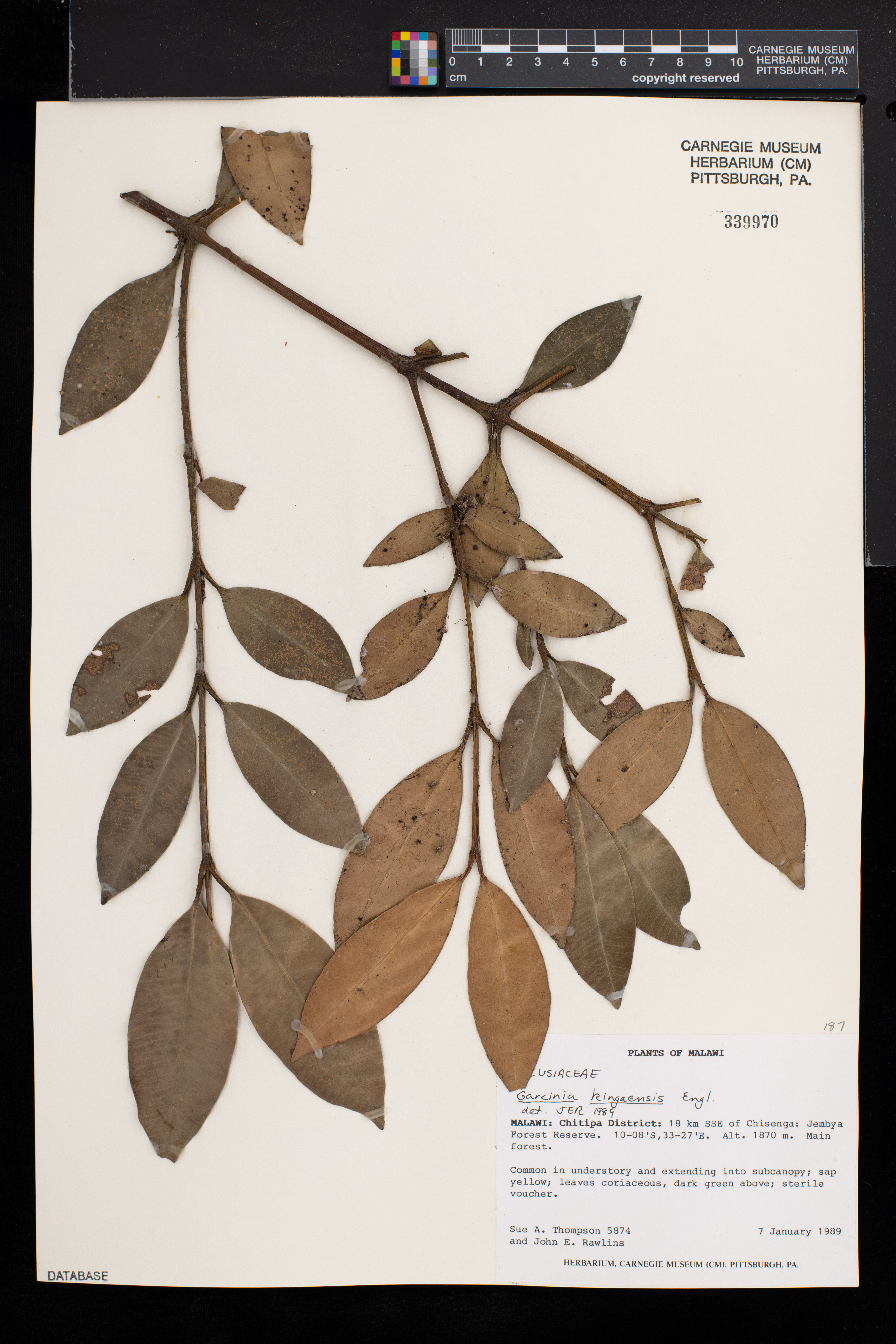 Garcinia kingaensis image