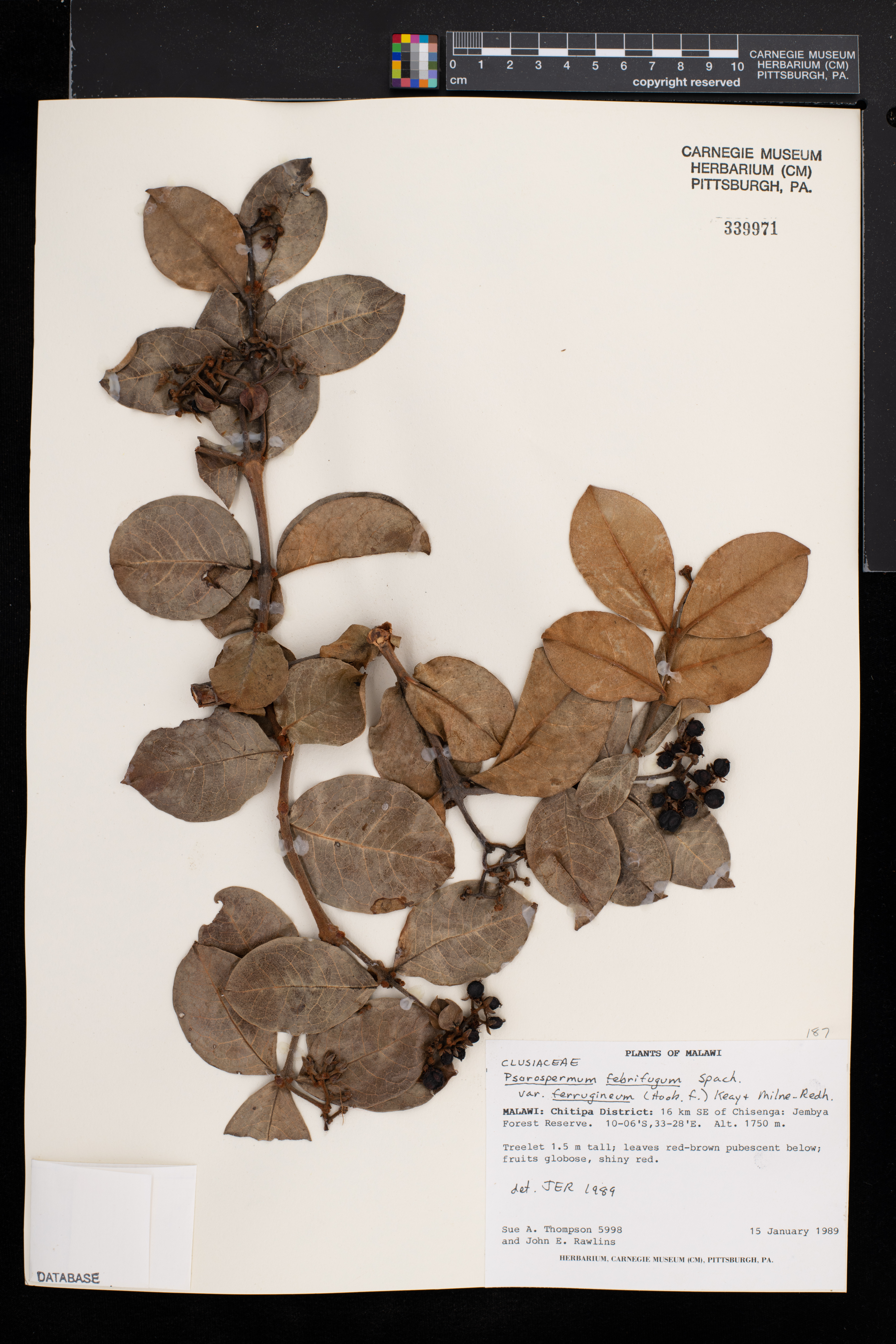 Psorospermum febrifugum image