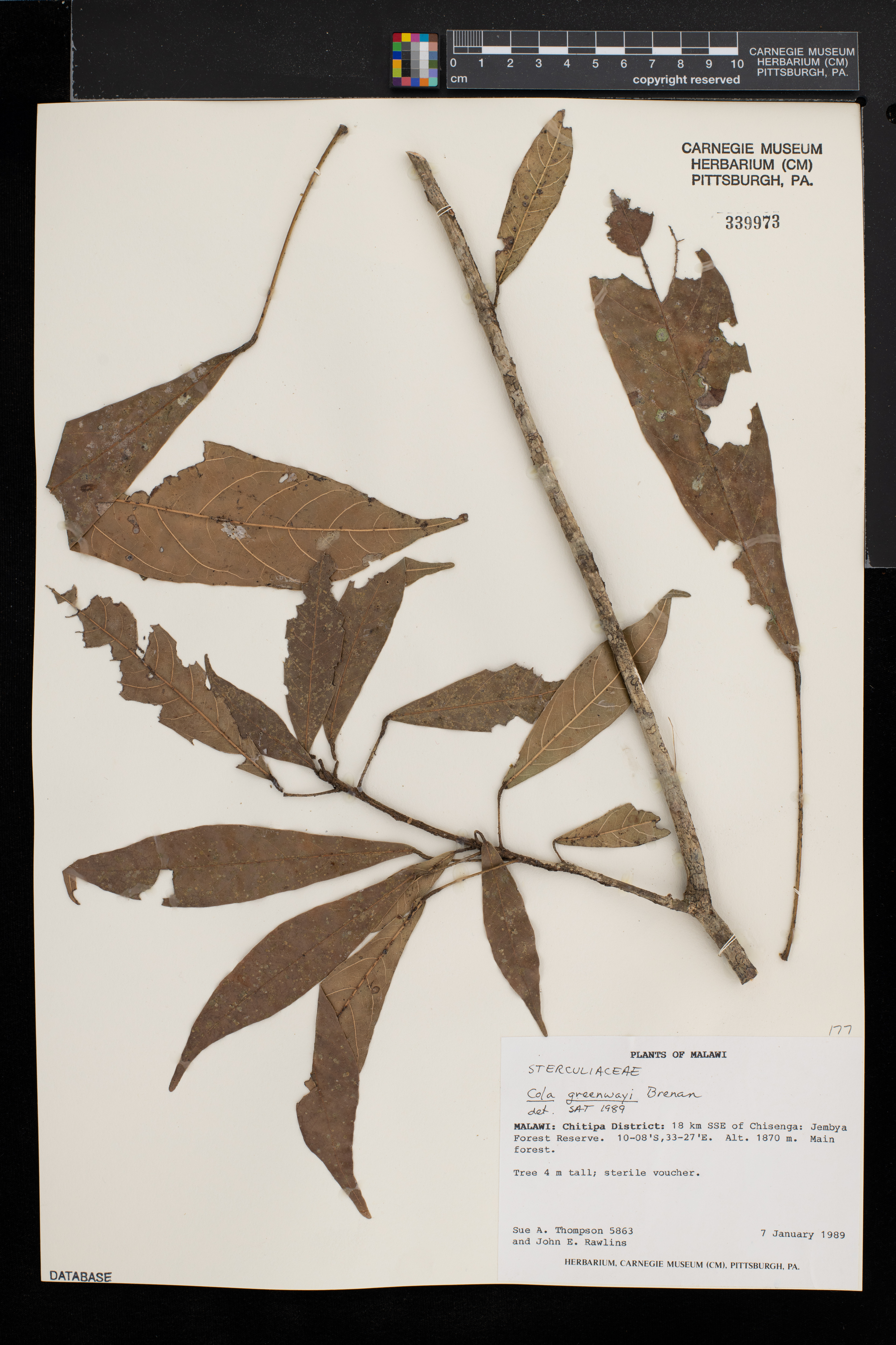 Cola greenwayi image