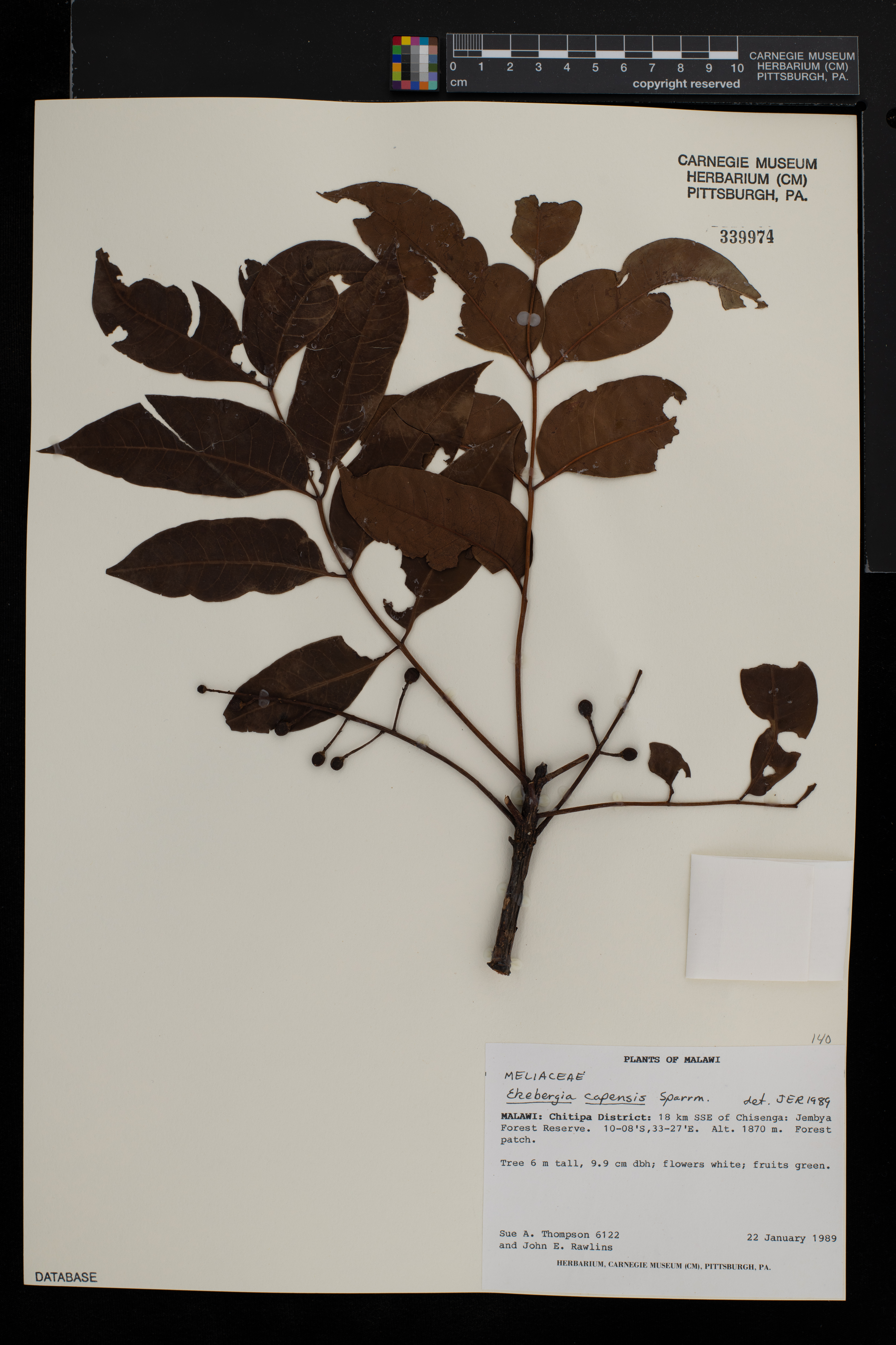 Ekebergia capensis image