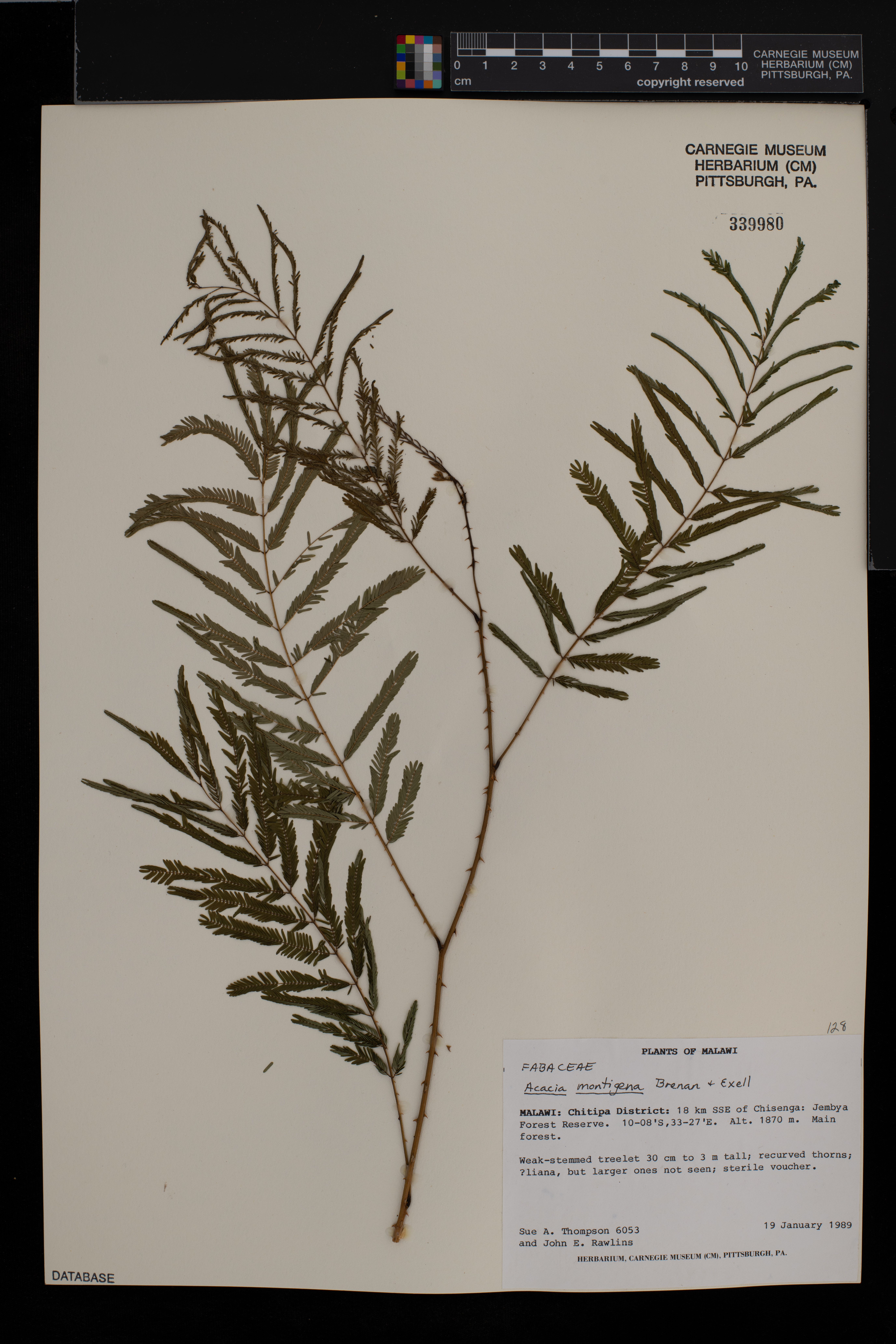 Acacia montigena image