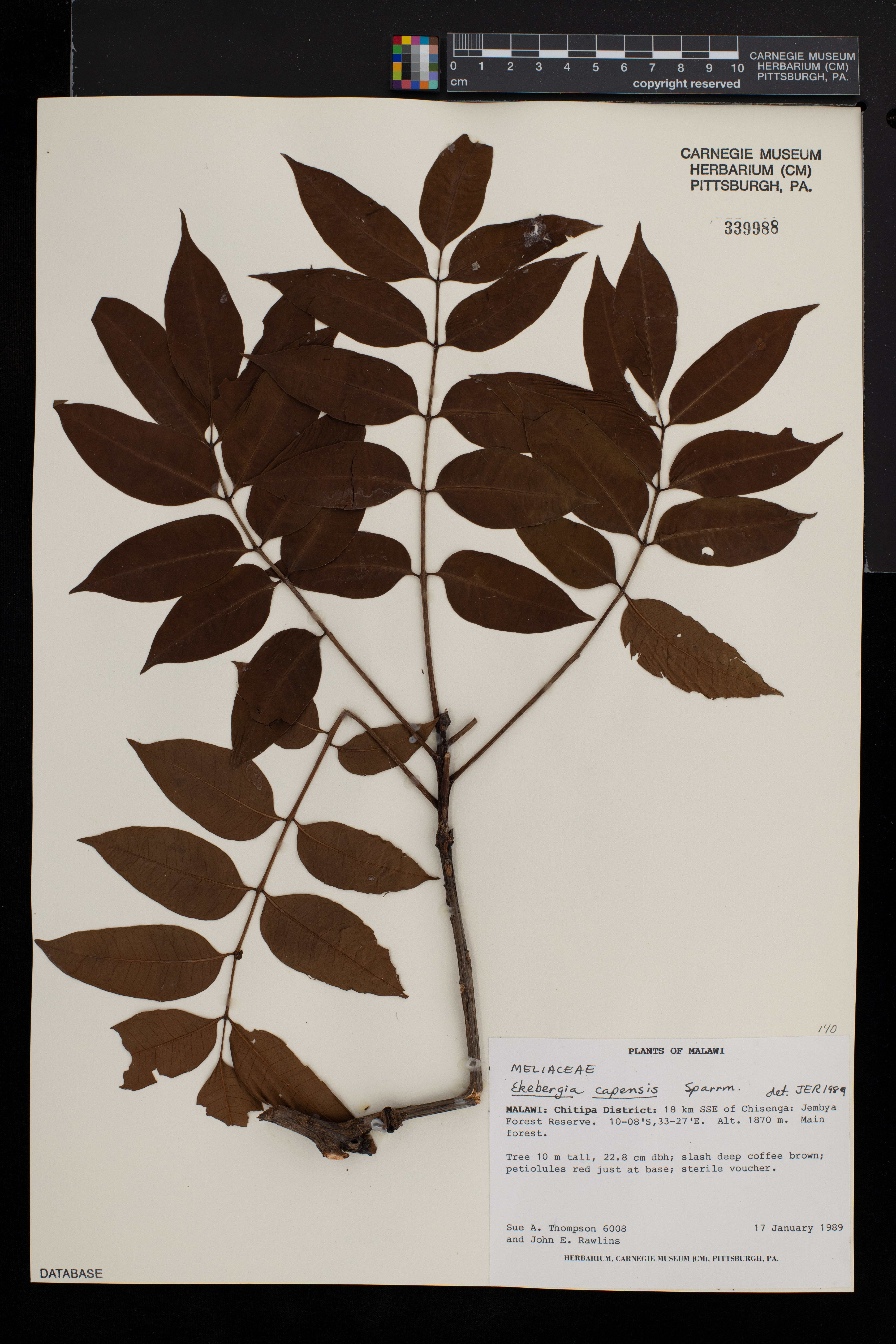 Ekebergia capensis image
