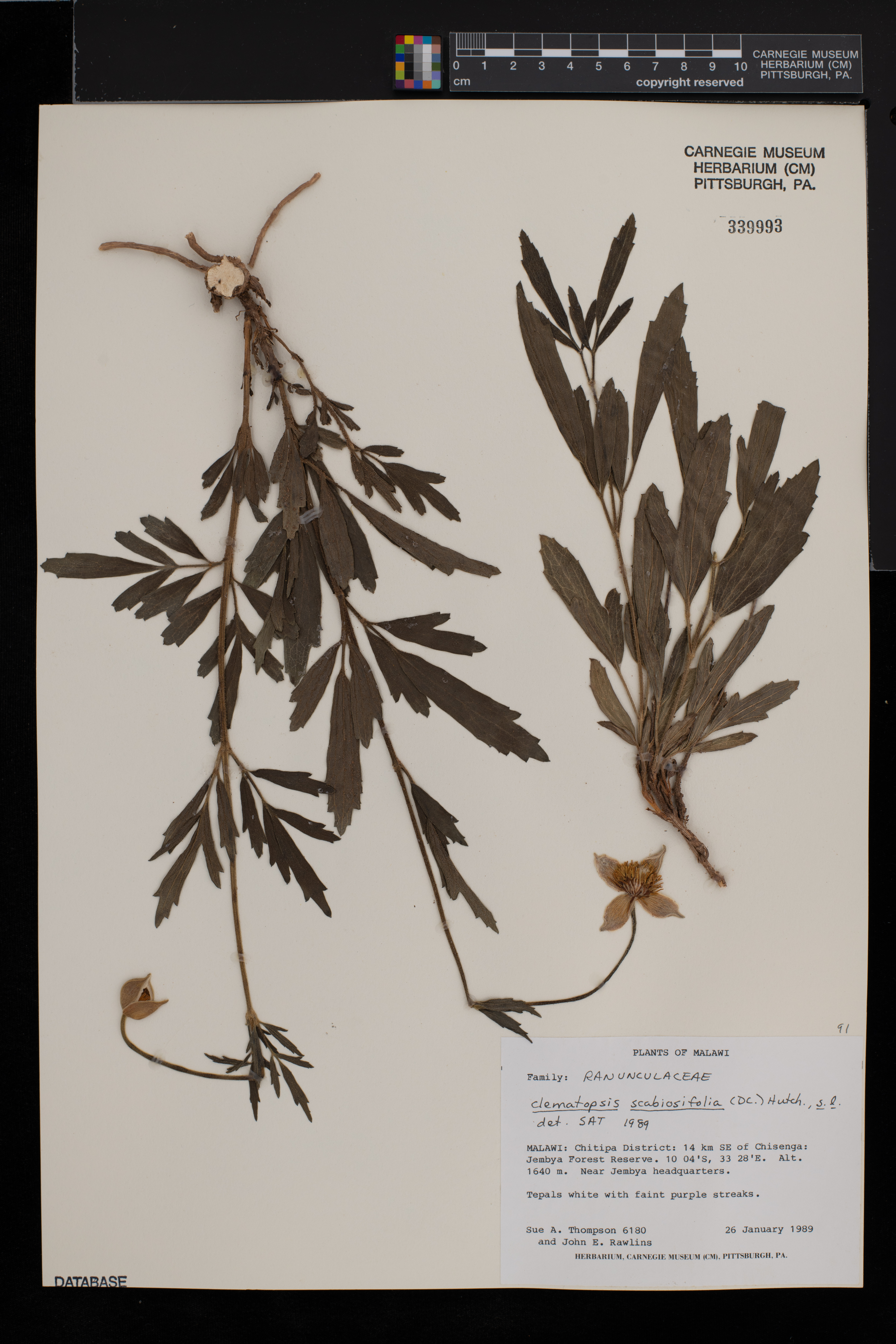 Clematis villosa subsp. villosa image