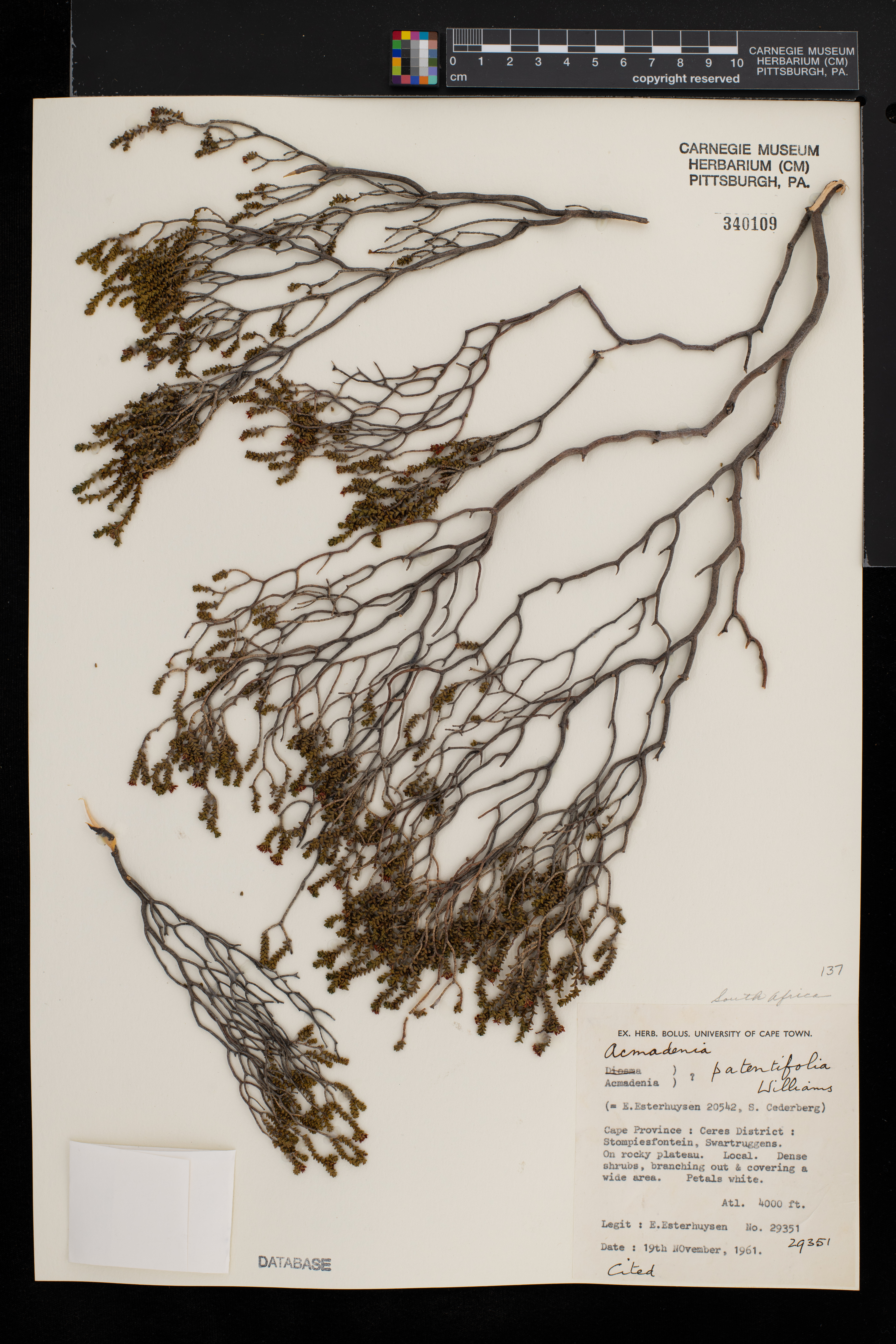 Acmadenia patentifolia image