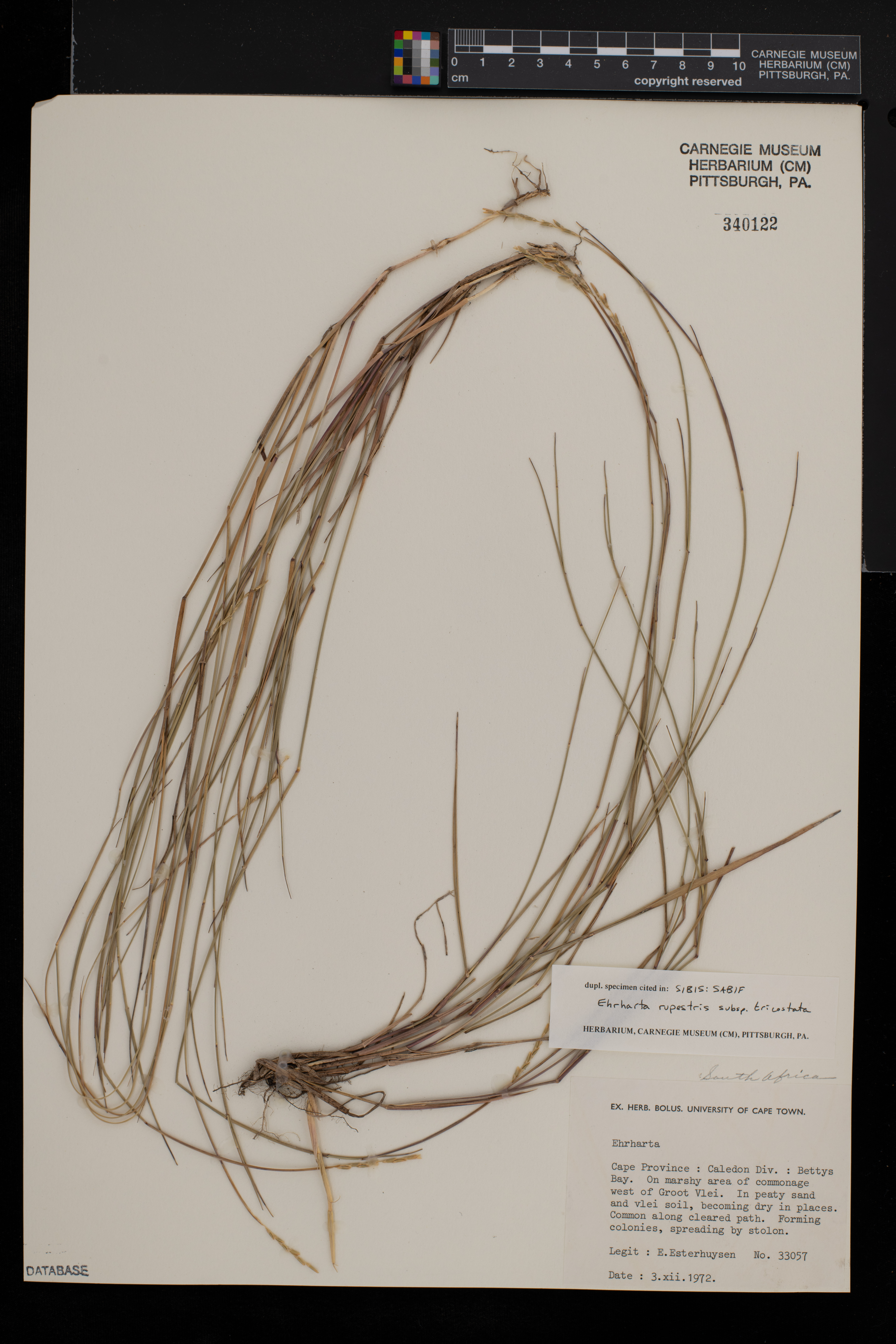 Ehrharta rupestris image