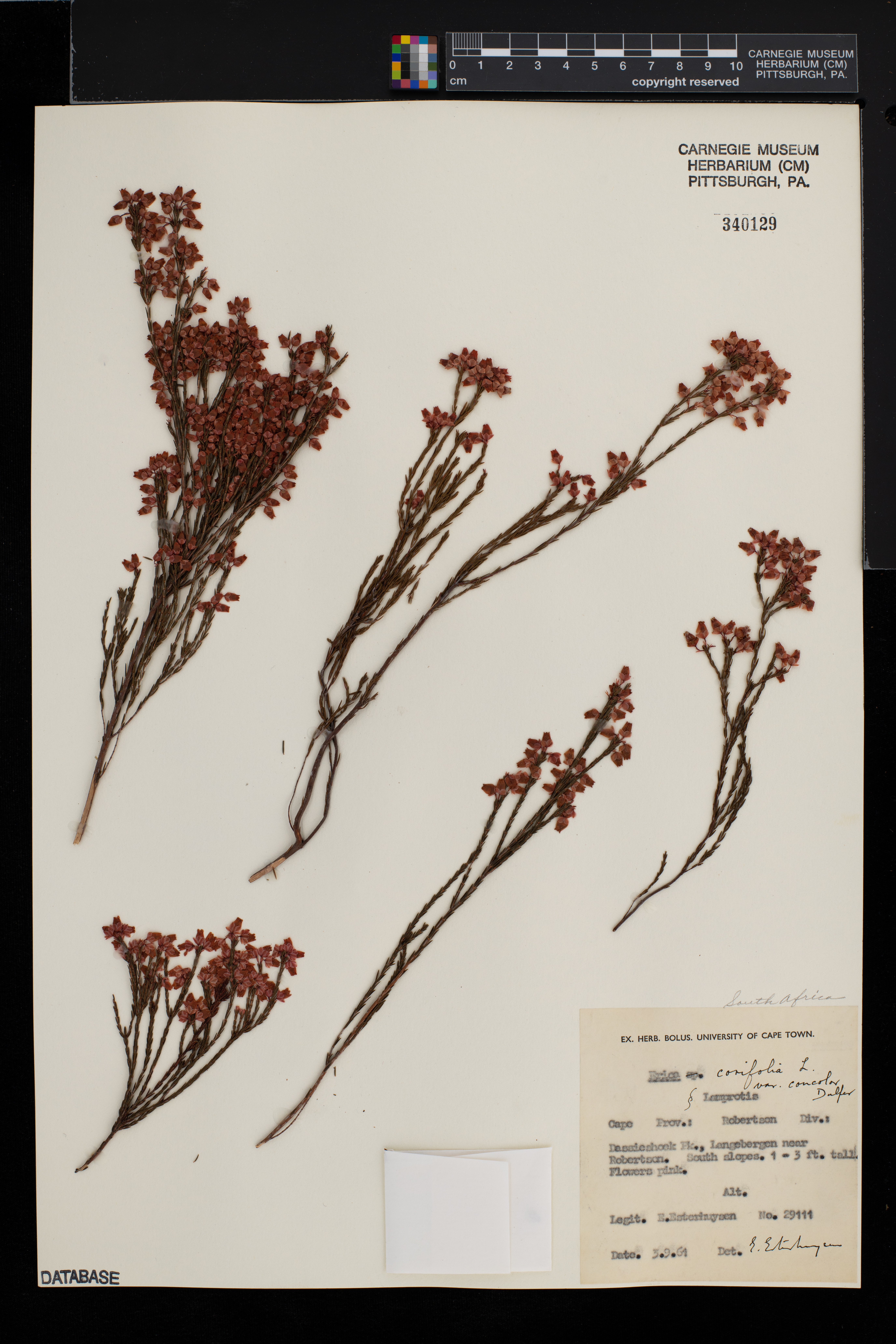Erica corifolia var. concolor image