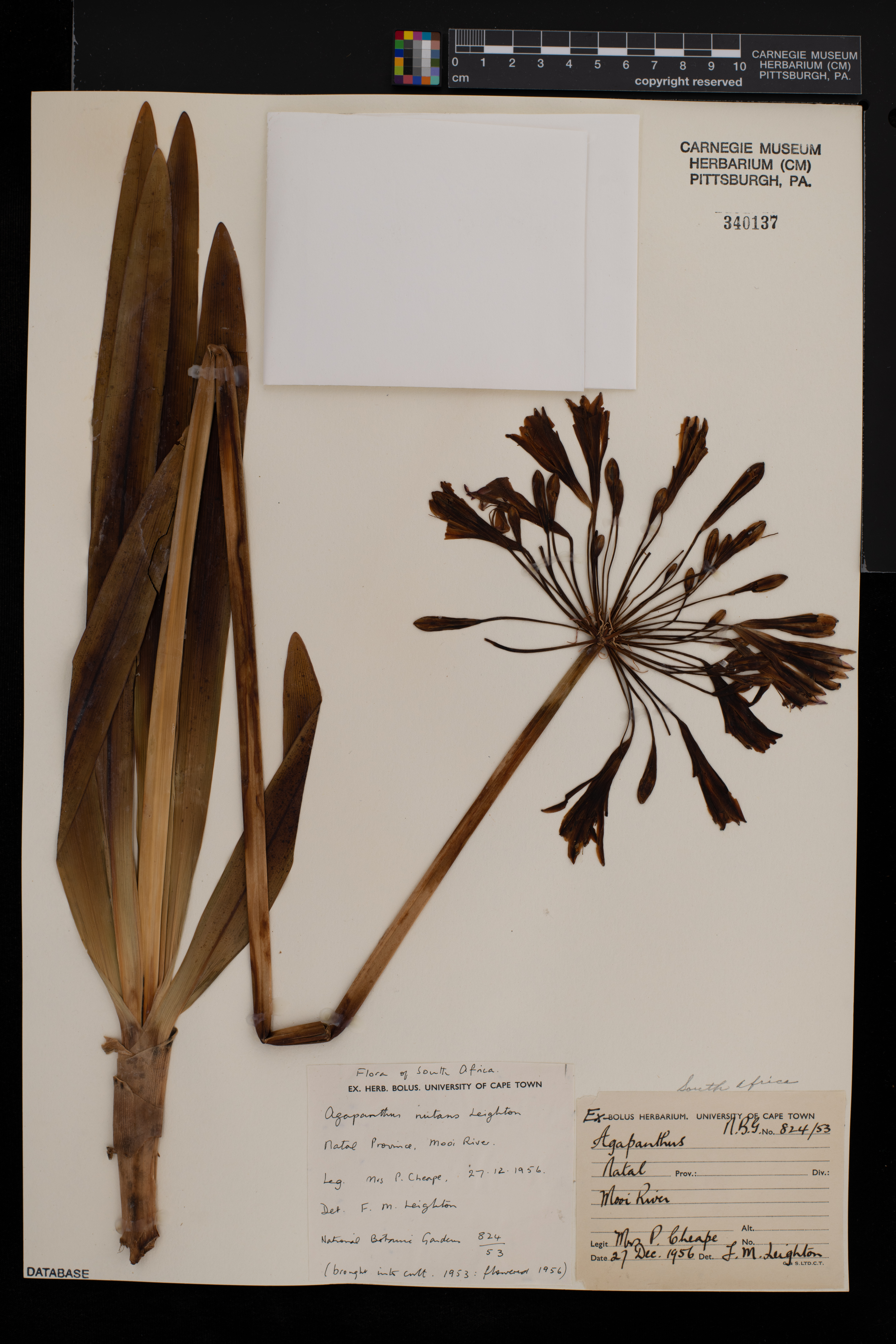 Agapanthus caulescens subsp. gracilis image