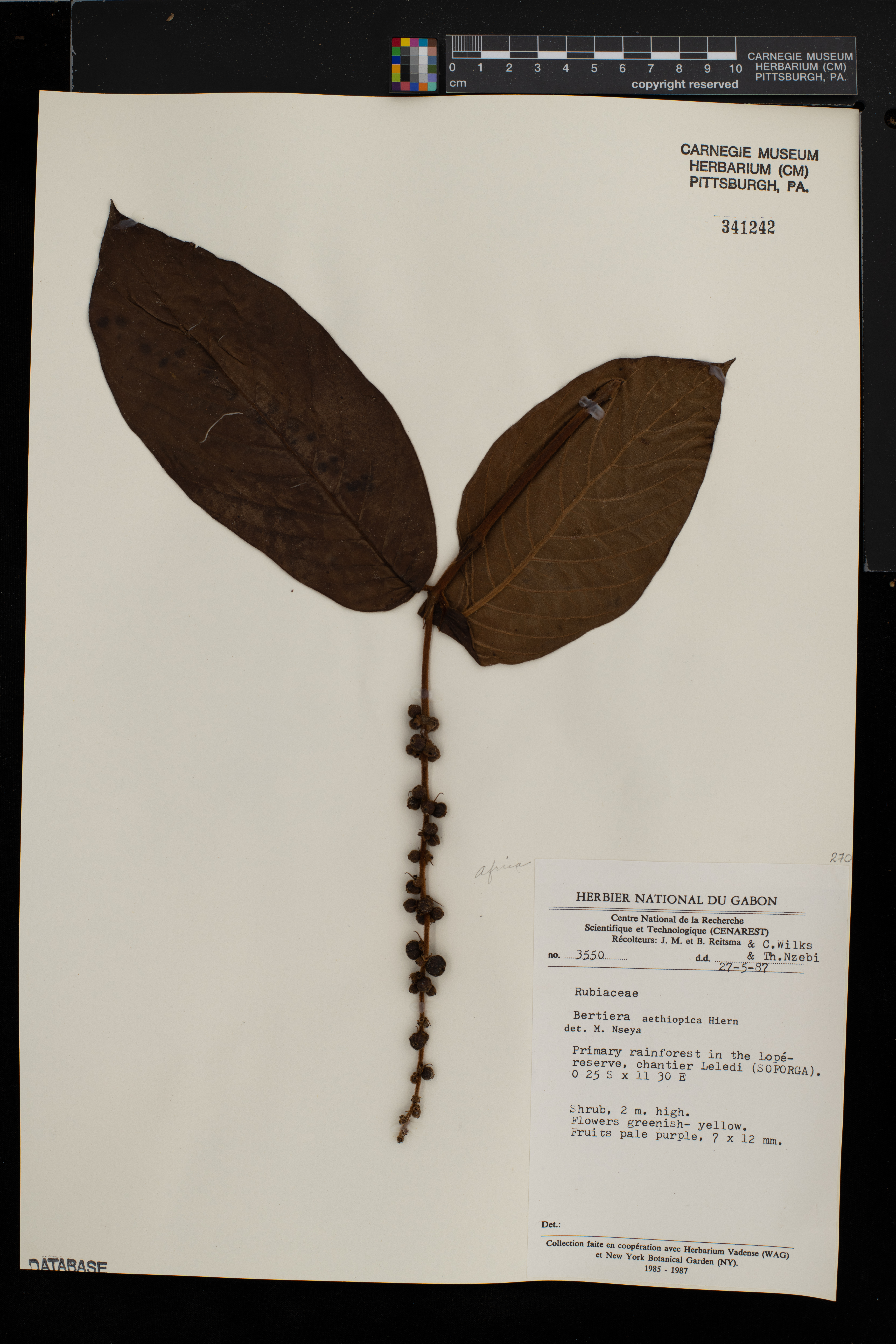 Bertiera aethiopica image
