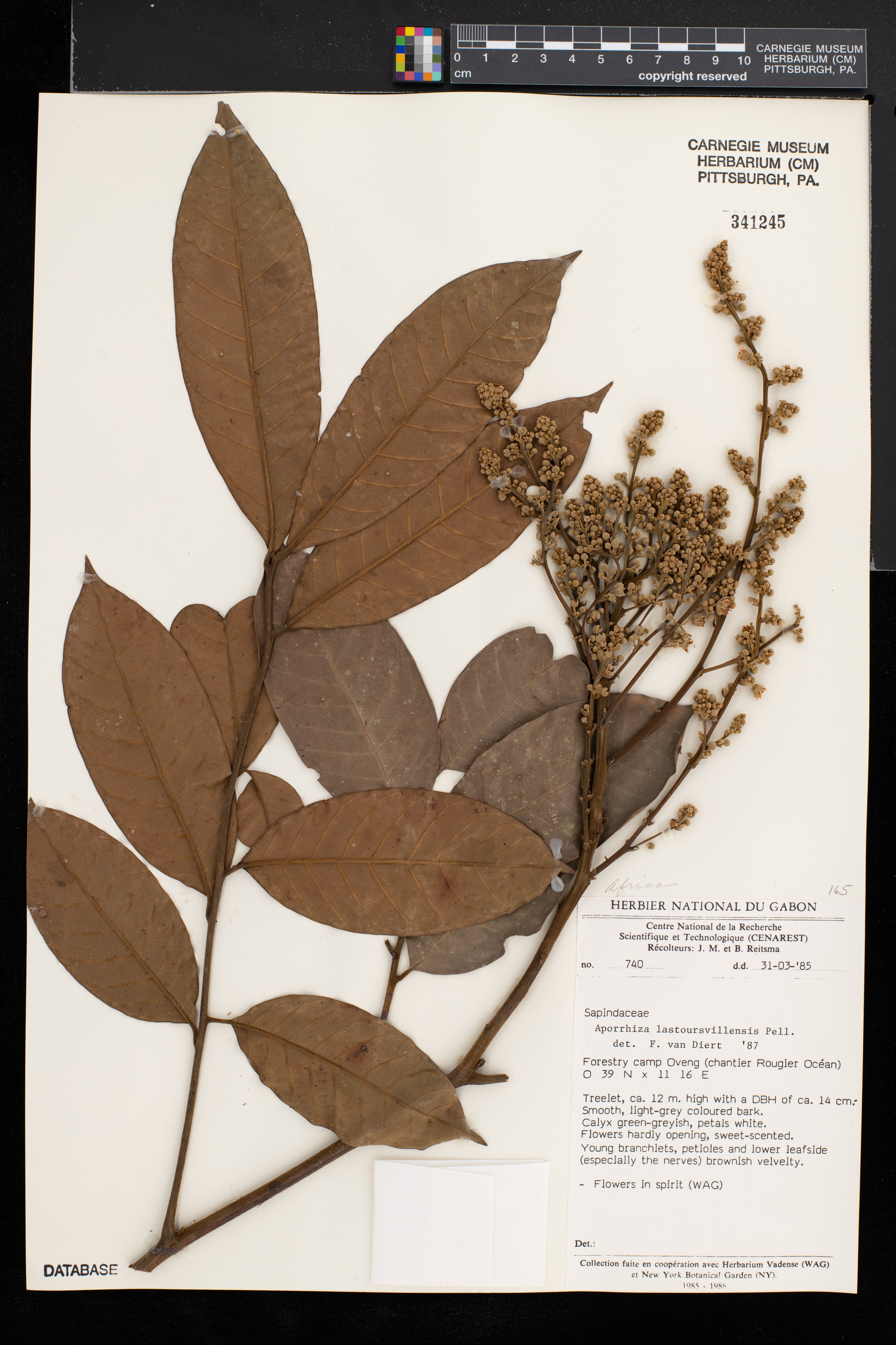 Aporrhiza lastoursvillensis image