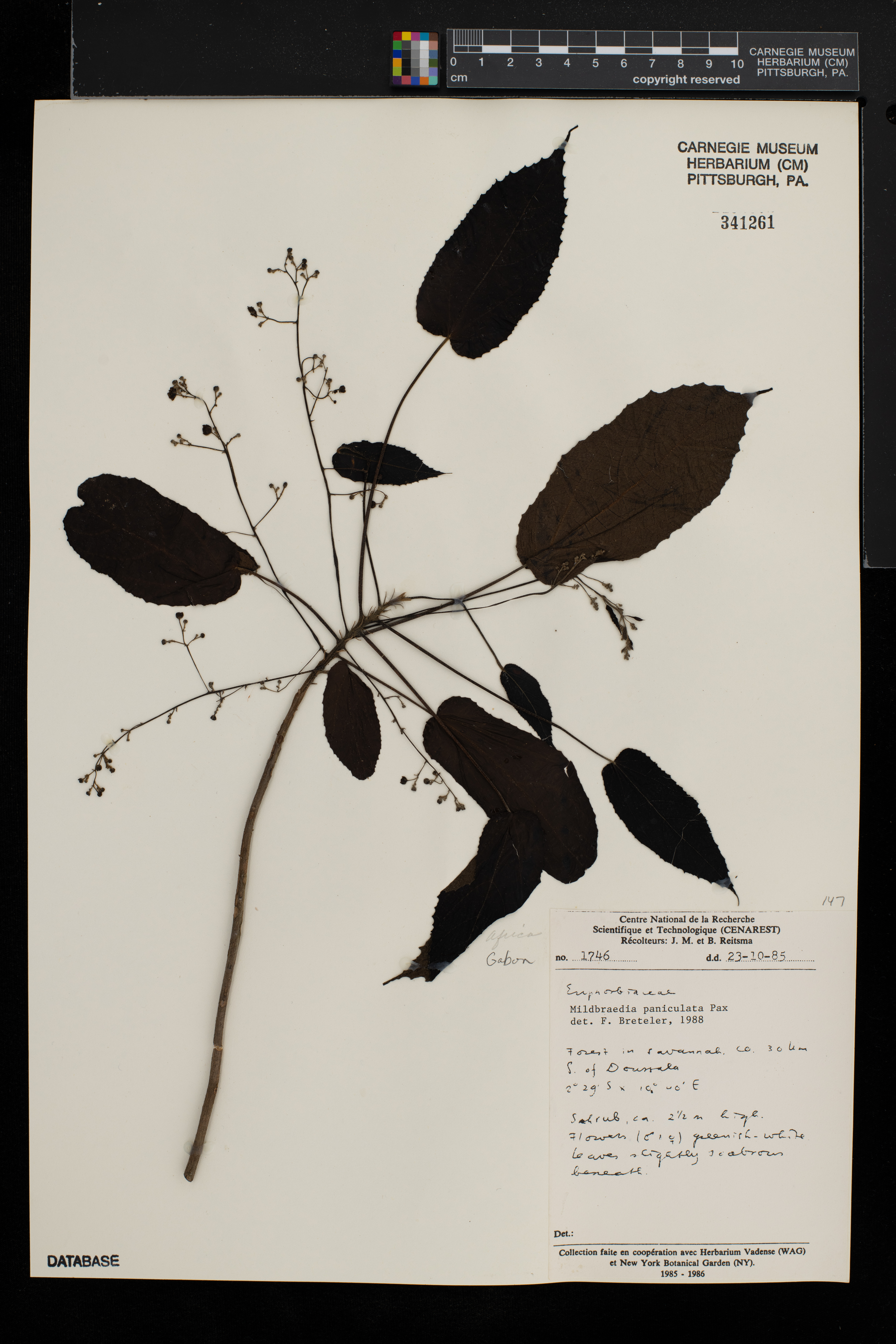 Plesiatropha paniculata image
