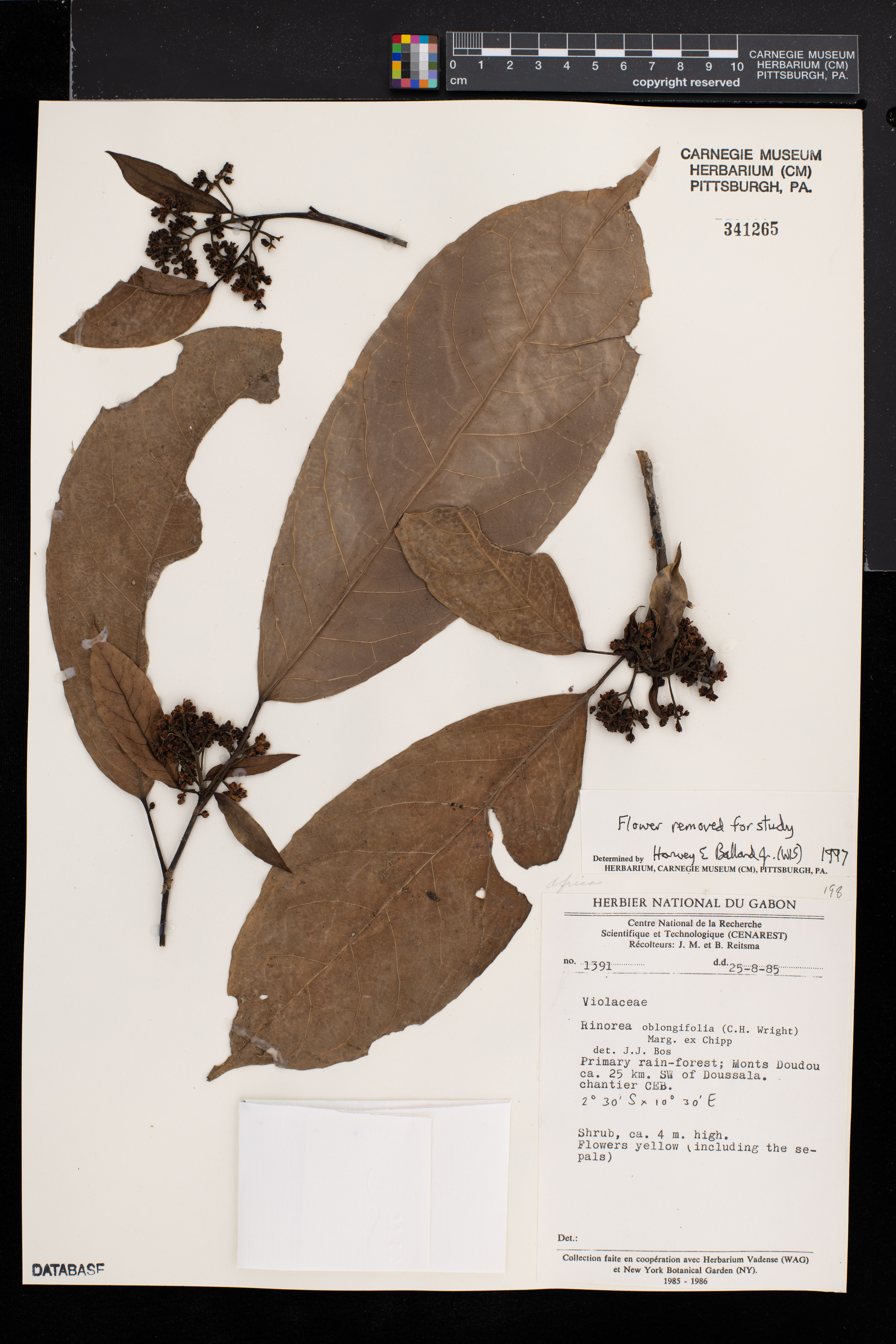 Rinorea oblongifolia image